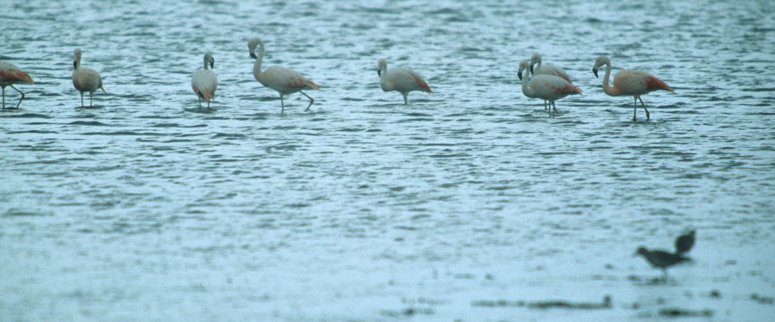 Flamingo - Chilean flamingo - Phoenicopterus chilensis - Paracas Peru (1).jpg