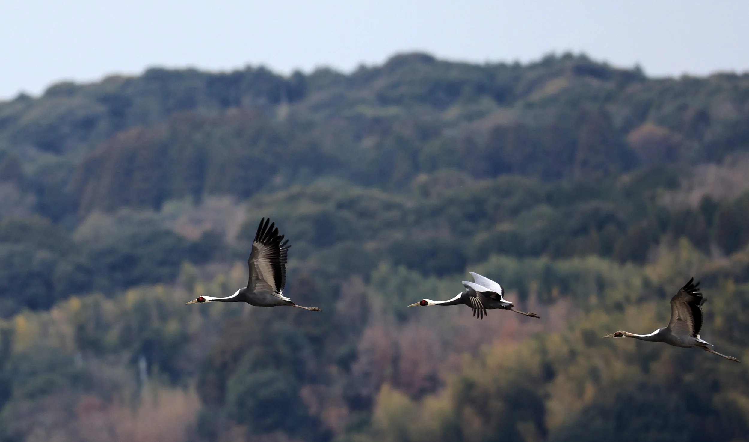 White-naped Crane (Antigone vipio) Izumi Crane Park & Center, Izumi Kagoshima Kyushu Japan (127).jpg