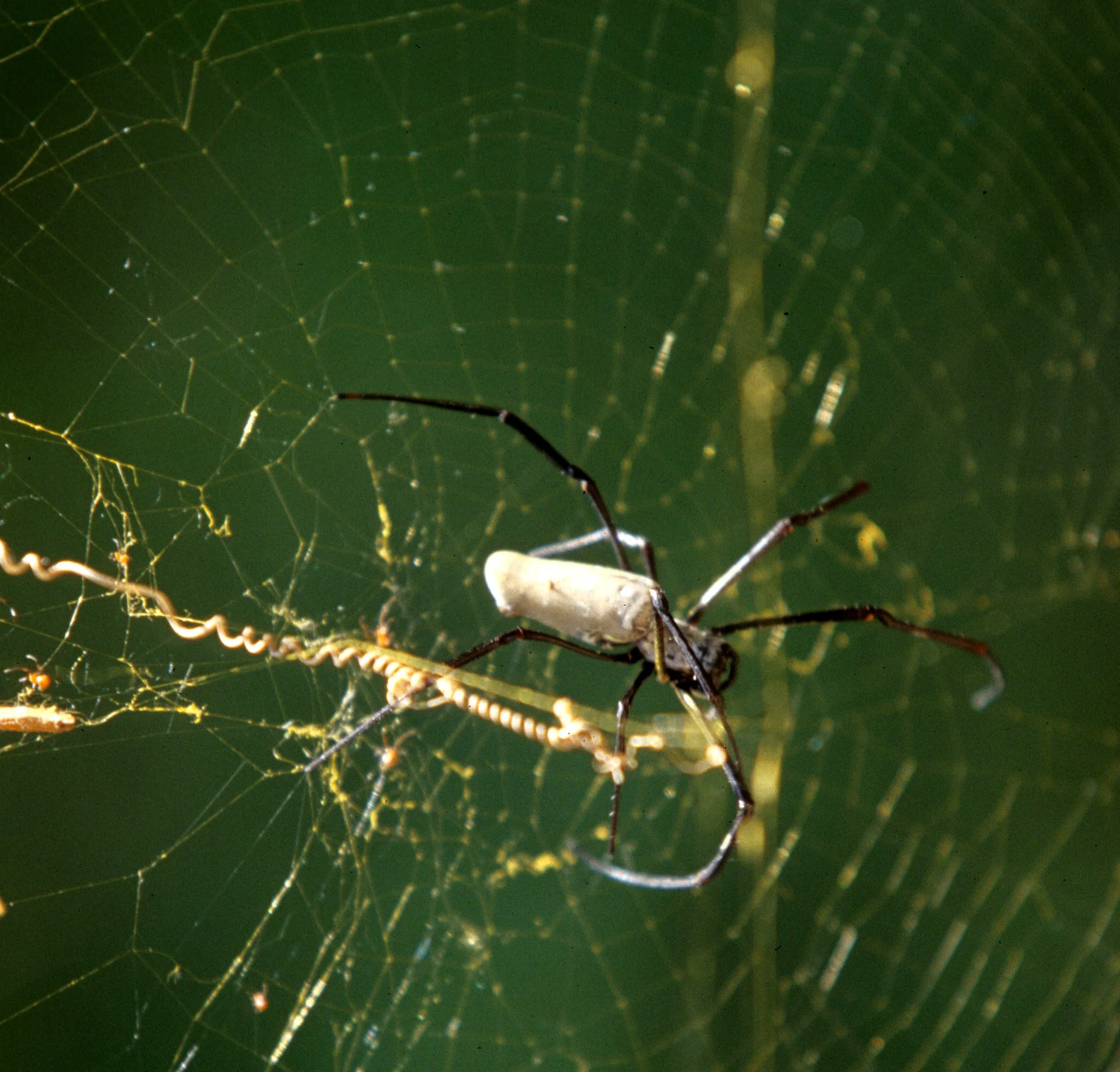 INVERT - ARACHNID - GARDEN SPIDER - KOMODO ISLAND.jpg
