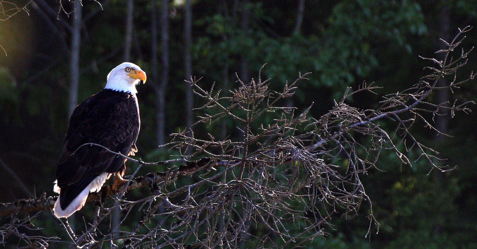Haliaeetus leucocephalus - AMERICAN BALD EAGLE - LAKE FARM BLUFFS WASHINGTON aa.JPG
