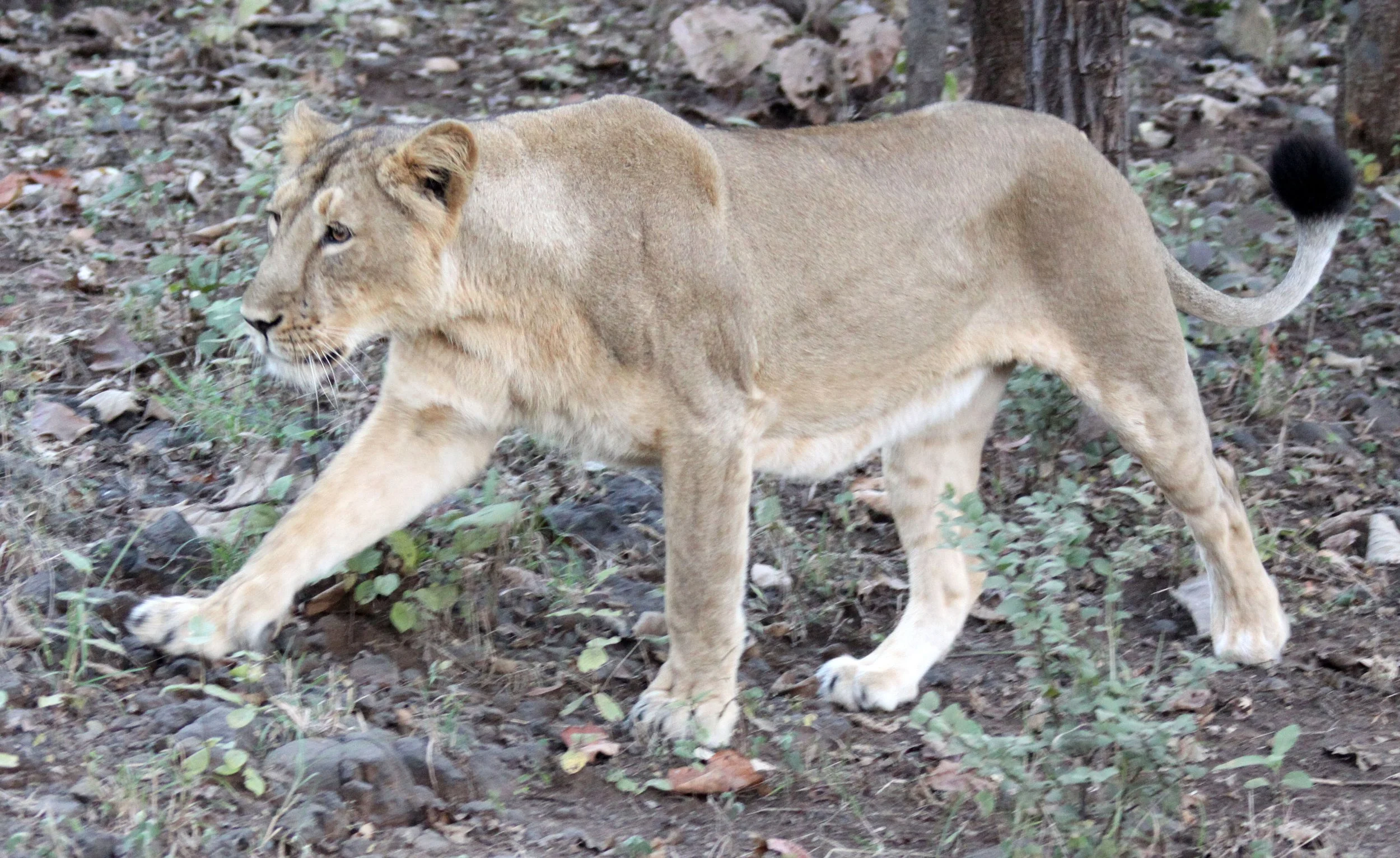 Panthera leo leo - ASIATIC LION - GIR FOREST GUJARAT INDIA (218).JPG