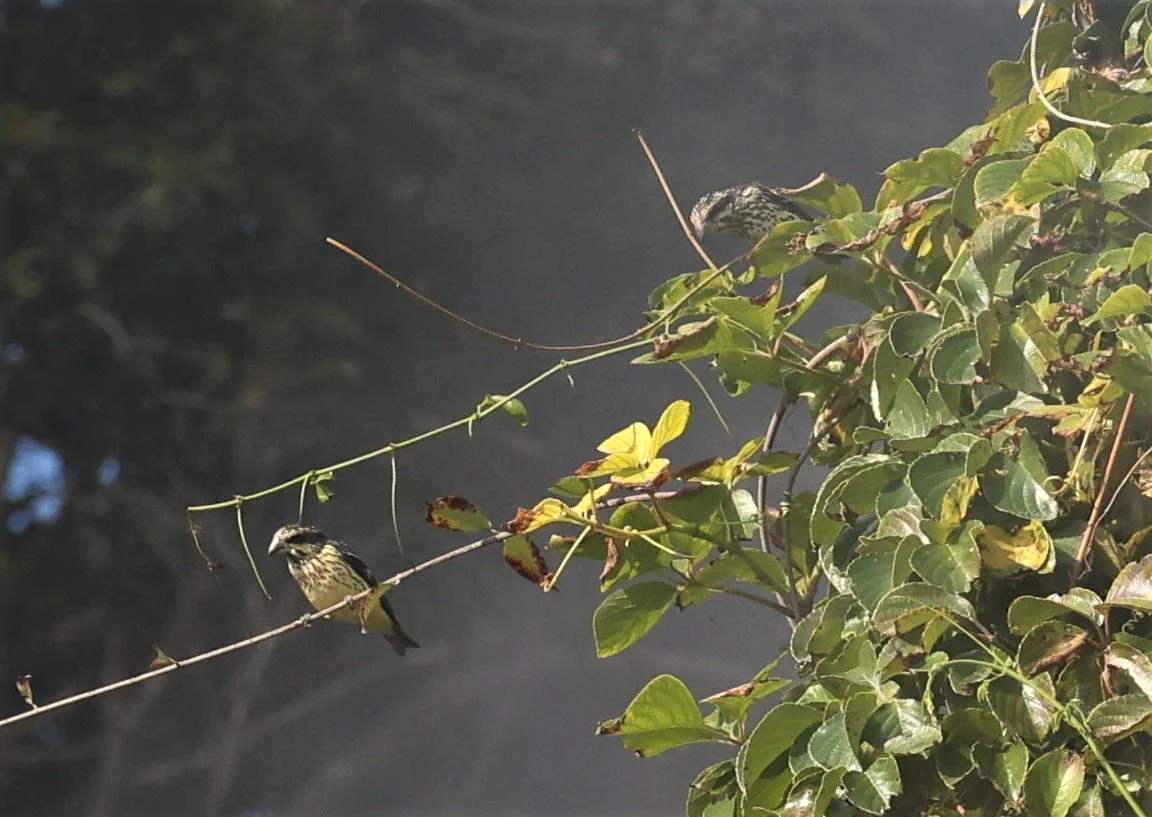 Spot-winged Grosbeak (Mycerobas melanozanthos) Fang Hotsprings Chiang Mai Thailand (50).jpg
