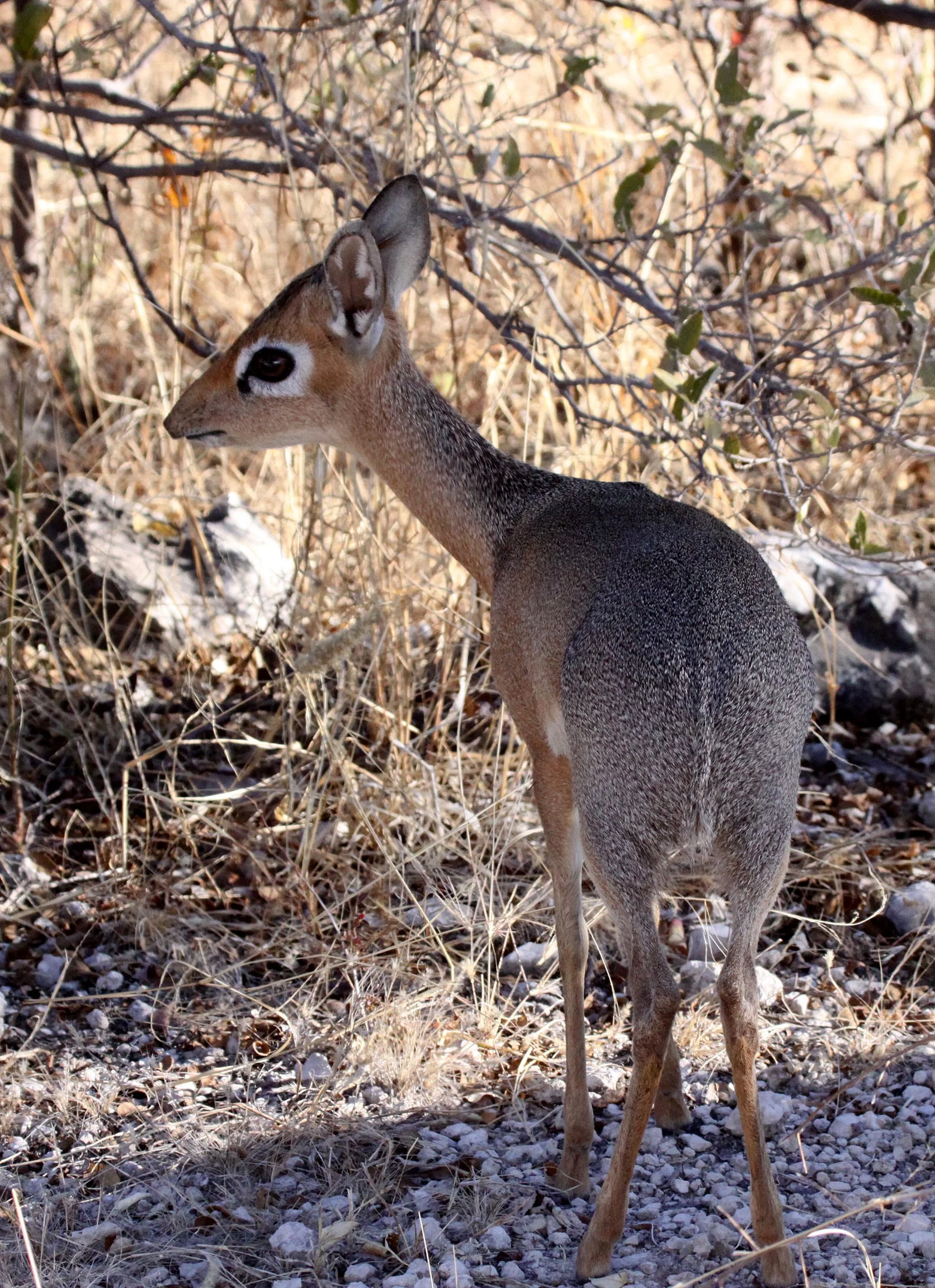 DIK-DIK - DAMARA DIK-DIK - Madoqua damarensis - ETOSHA NATIONAL PARK NAMIBIA (13).JPG