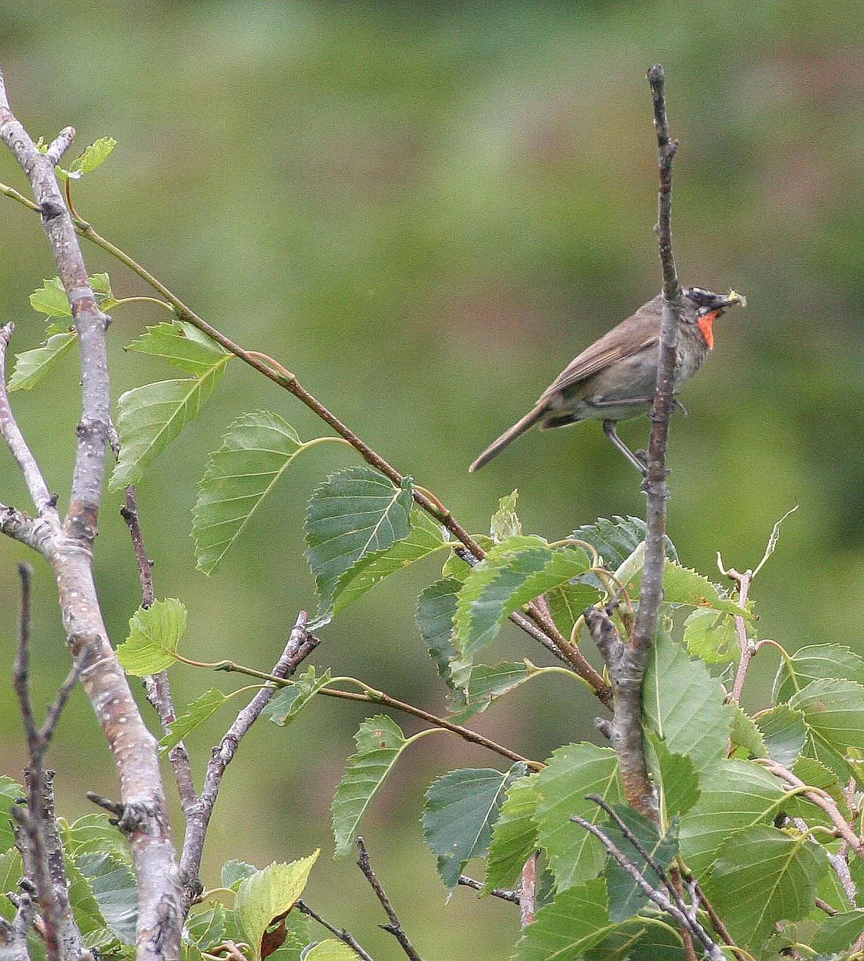 BIRD - SIBERIAN RUBYTHROAT - MONERONE ISLAND RUSSIA.jpg
