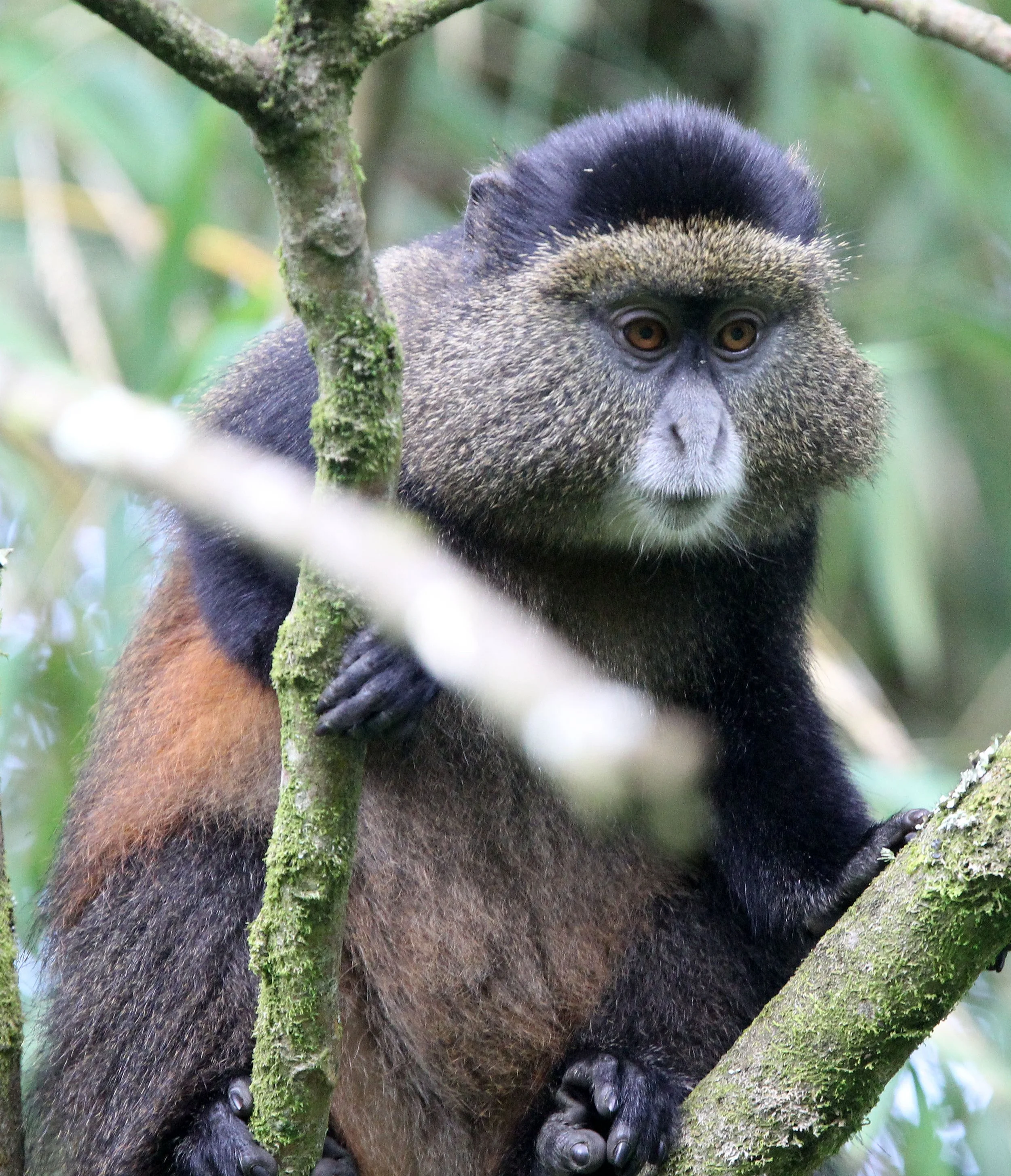 CERCOPITHECIDAE - Cercopithecus kandti - VIRUNGA GOLDEN MONKEY - PARK DU VULCANS RWANDA (443).JPG