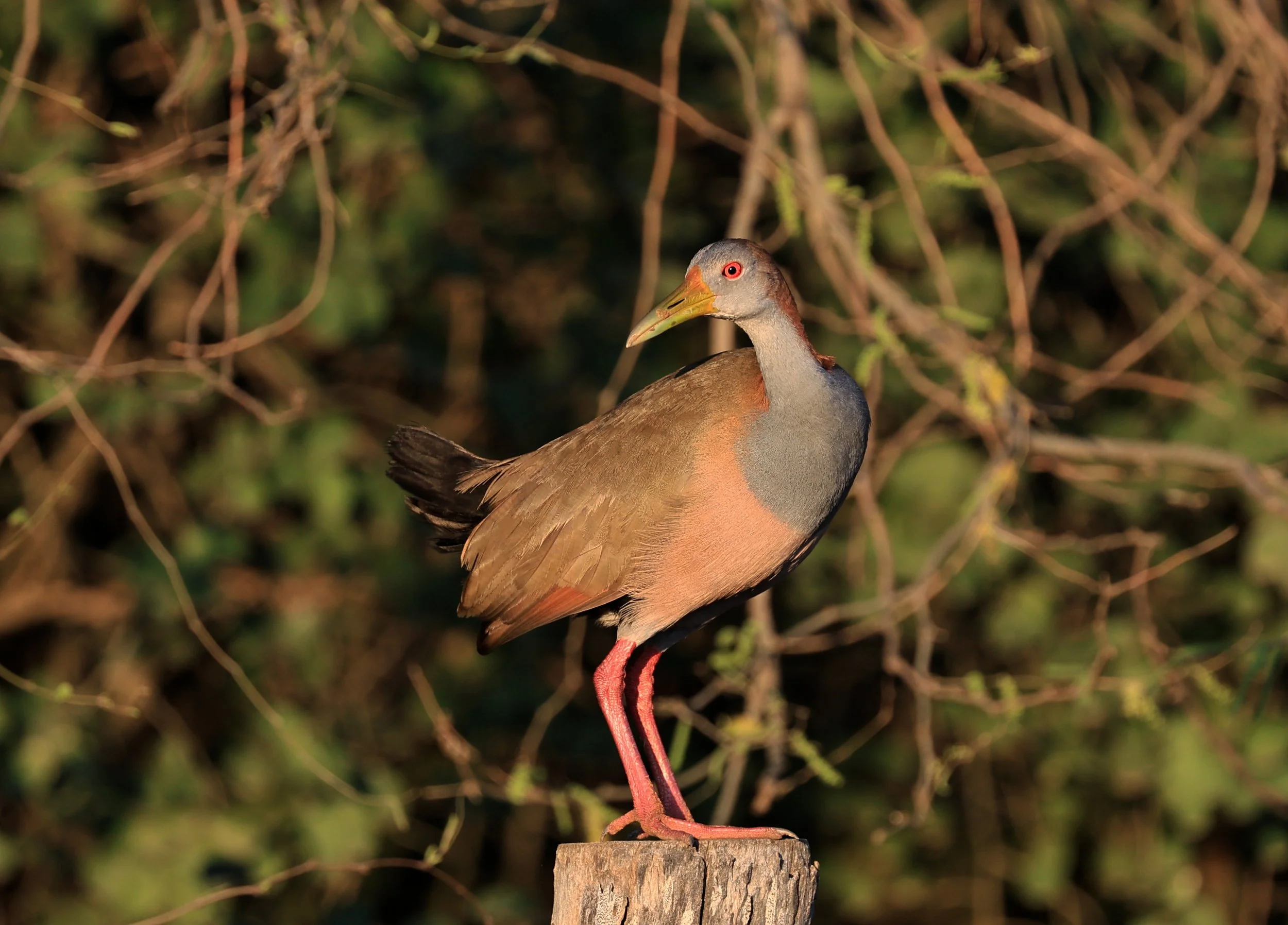 Gray-cowled wood-rail (Aramides cajaneus) Aurora Chaquena Reserve, Neuland Mennonite Colony Paraguay (5).jpg