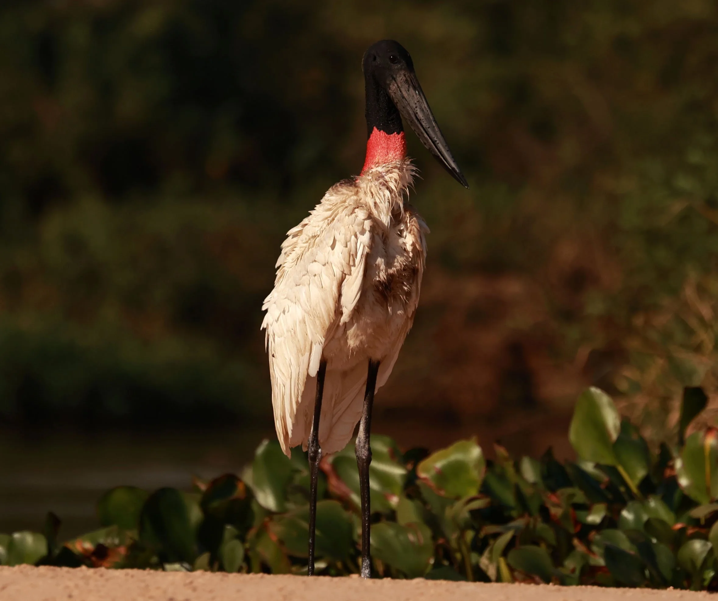 Stork - Jabiru mycteria - Pantanal, Encontro das Águas State Park, Porto Jofre, Cuiaba River, Brazil (33).jpg