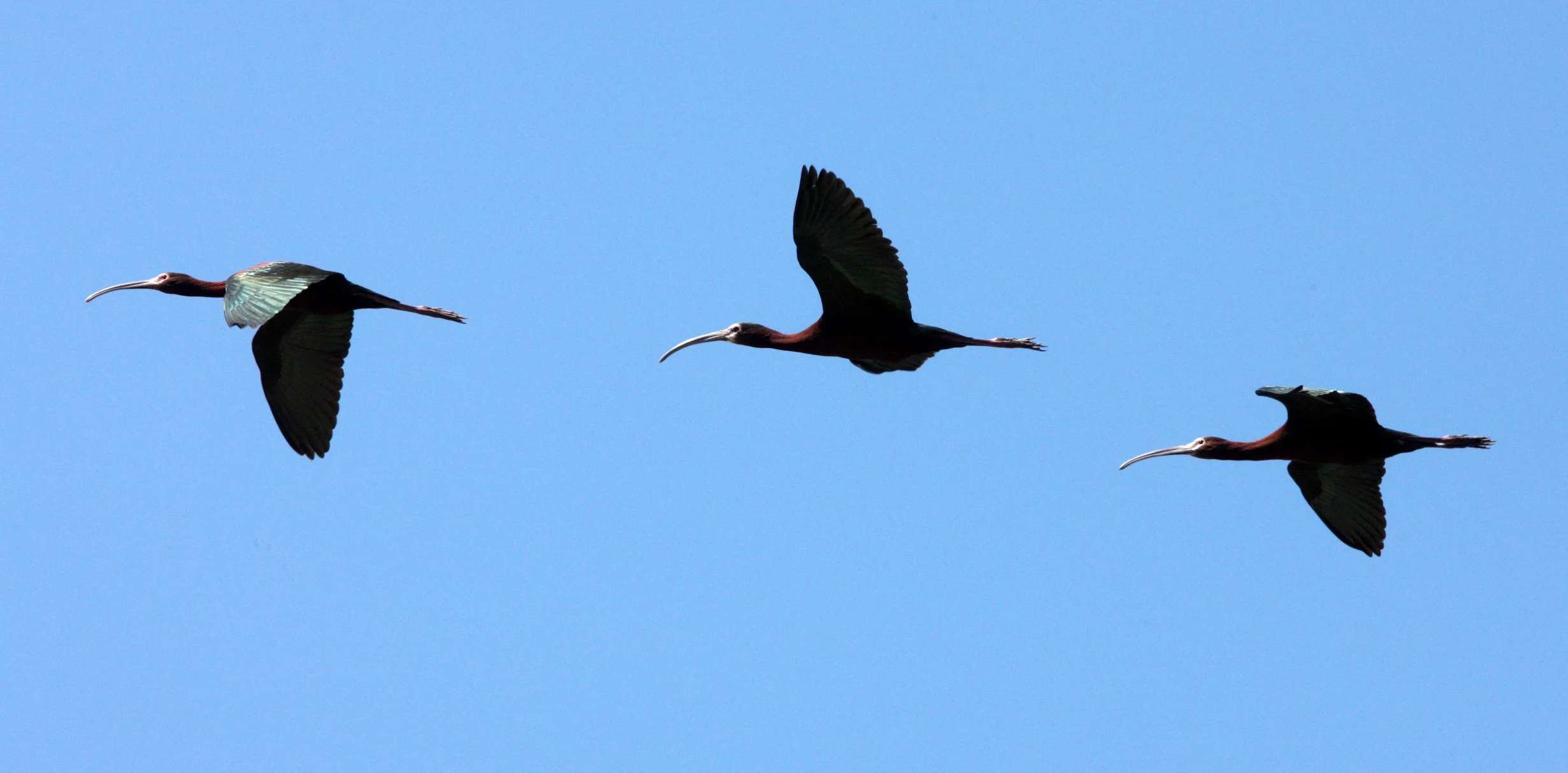 IBIS - WHITE-FACED  IBIS - Plegadis chihi - KERN NATIONAL WILDLIFE REFUGE CALIFORNIA (22).JPG
