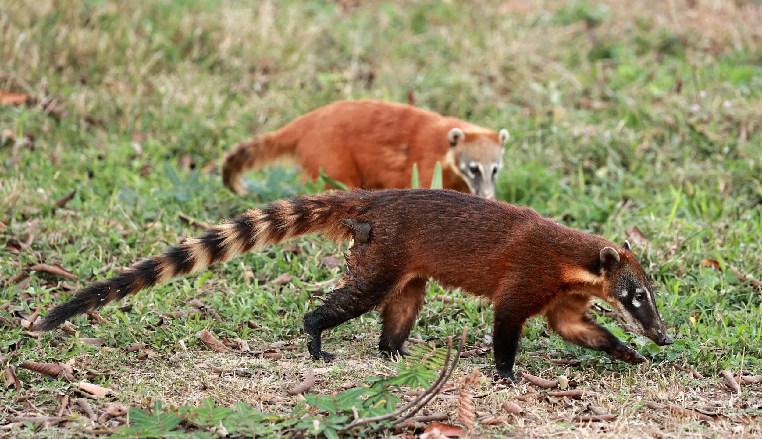 South American Coati Nasua Nasua Coke Smith Wildlife south-american-coati-nasua-nasua-coke-smith-wildlife
