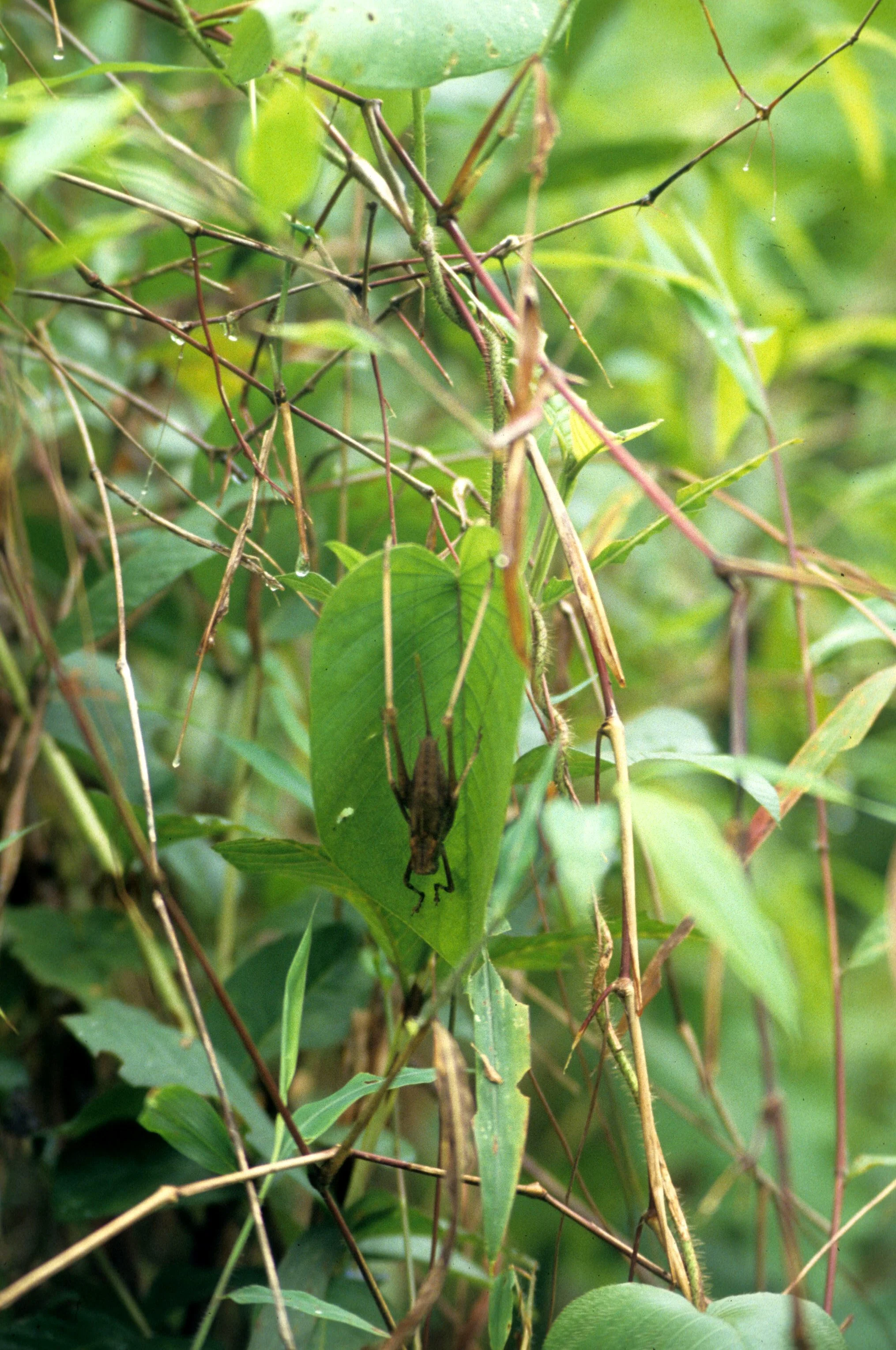 INVERT - ORTHOPTERA - GIANT CRICKET (2).jpg