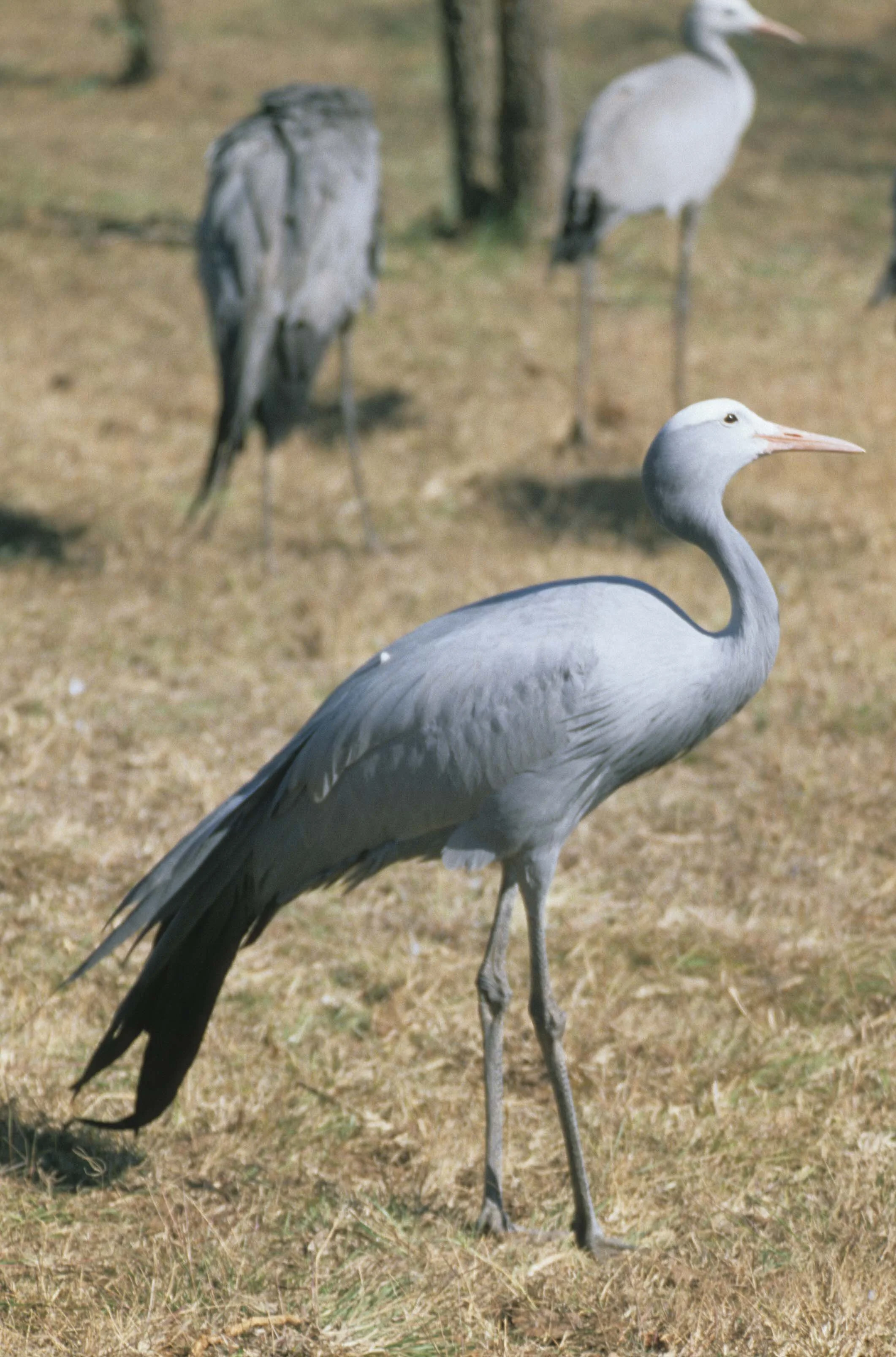 BIRDS - CRANE - BLUE - KRUGER.jpg