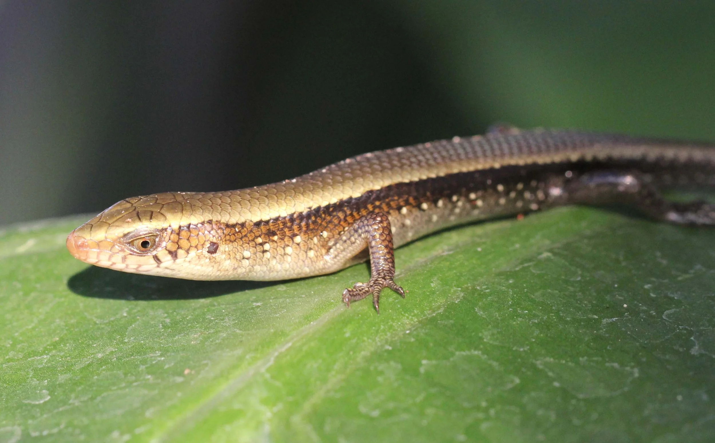 2013 Nonthaburi Setthasiri House and Nonthaburi Neighborhood (189).JPG