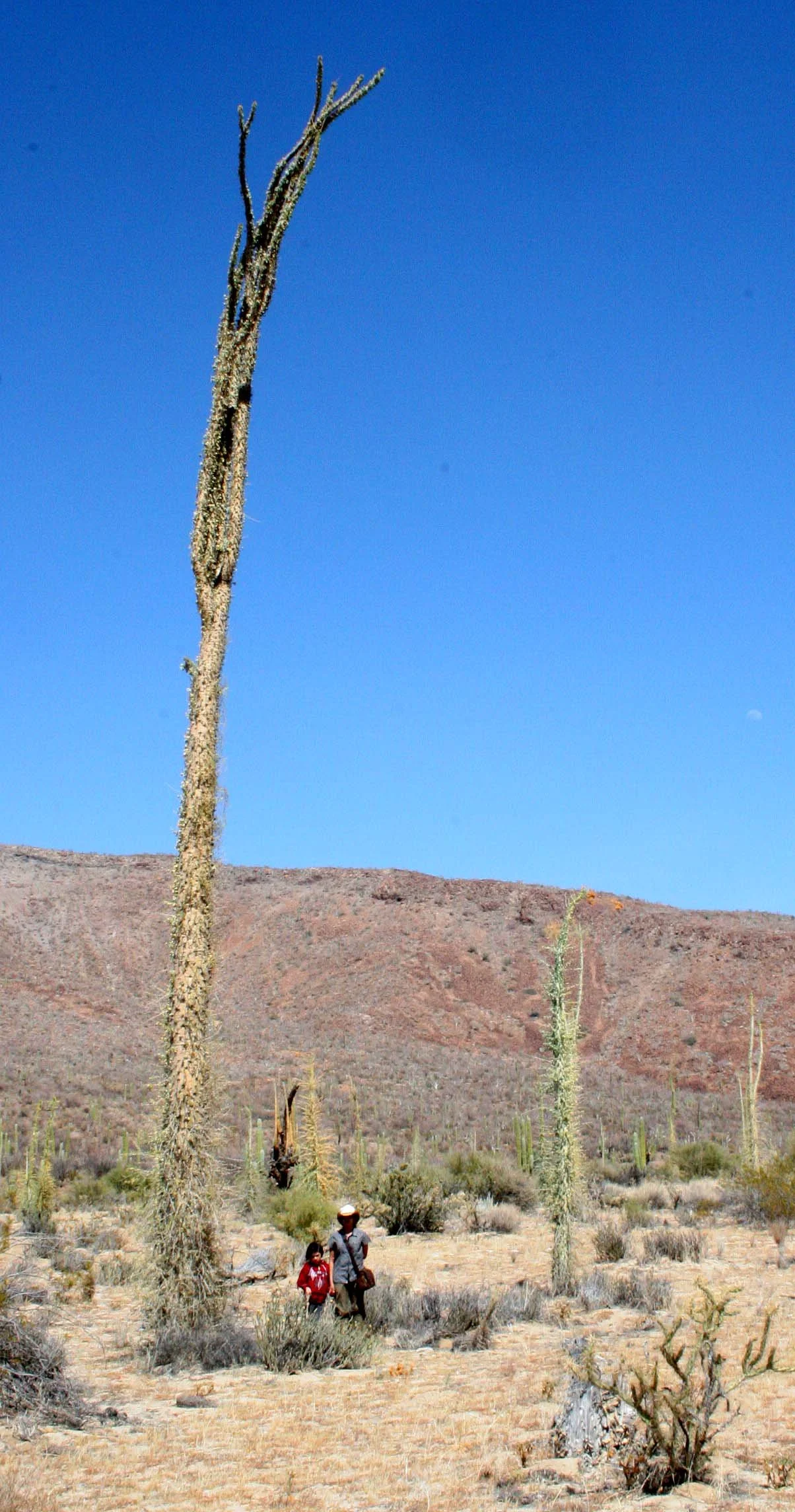 BOOJUM TREE WITH SOM AND COKIE - BAHIA DE LOS ANGELES DESERT BAJA MEXICO.JPG