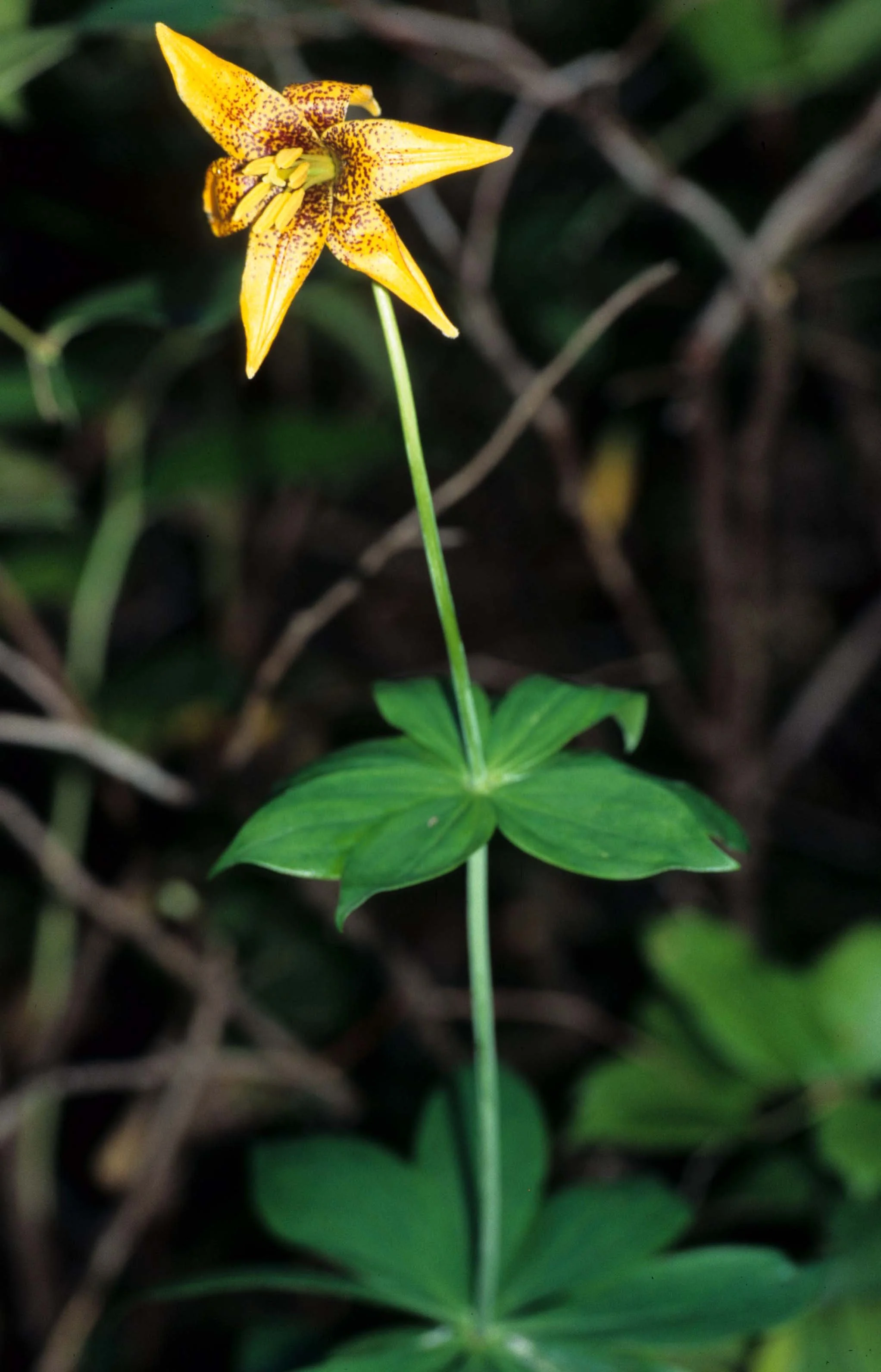 CALIFORNIA - REDWOODS NP - LILIACEAE - LILIUM SPECIES.jpg
