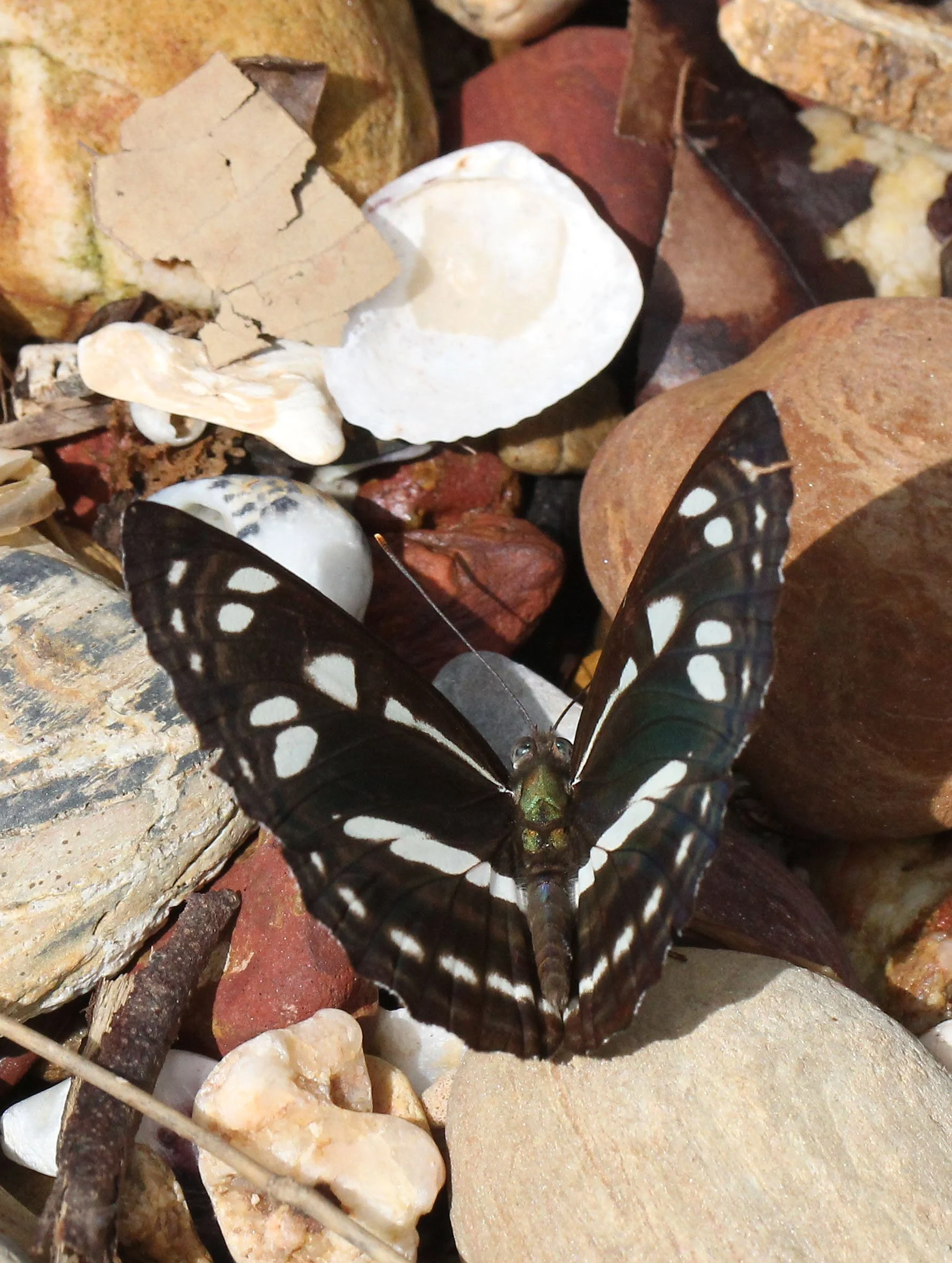 Nymphalidae - Neptis hylas - Koh Lanta Thailand 