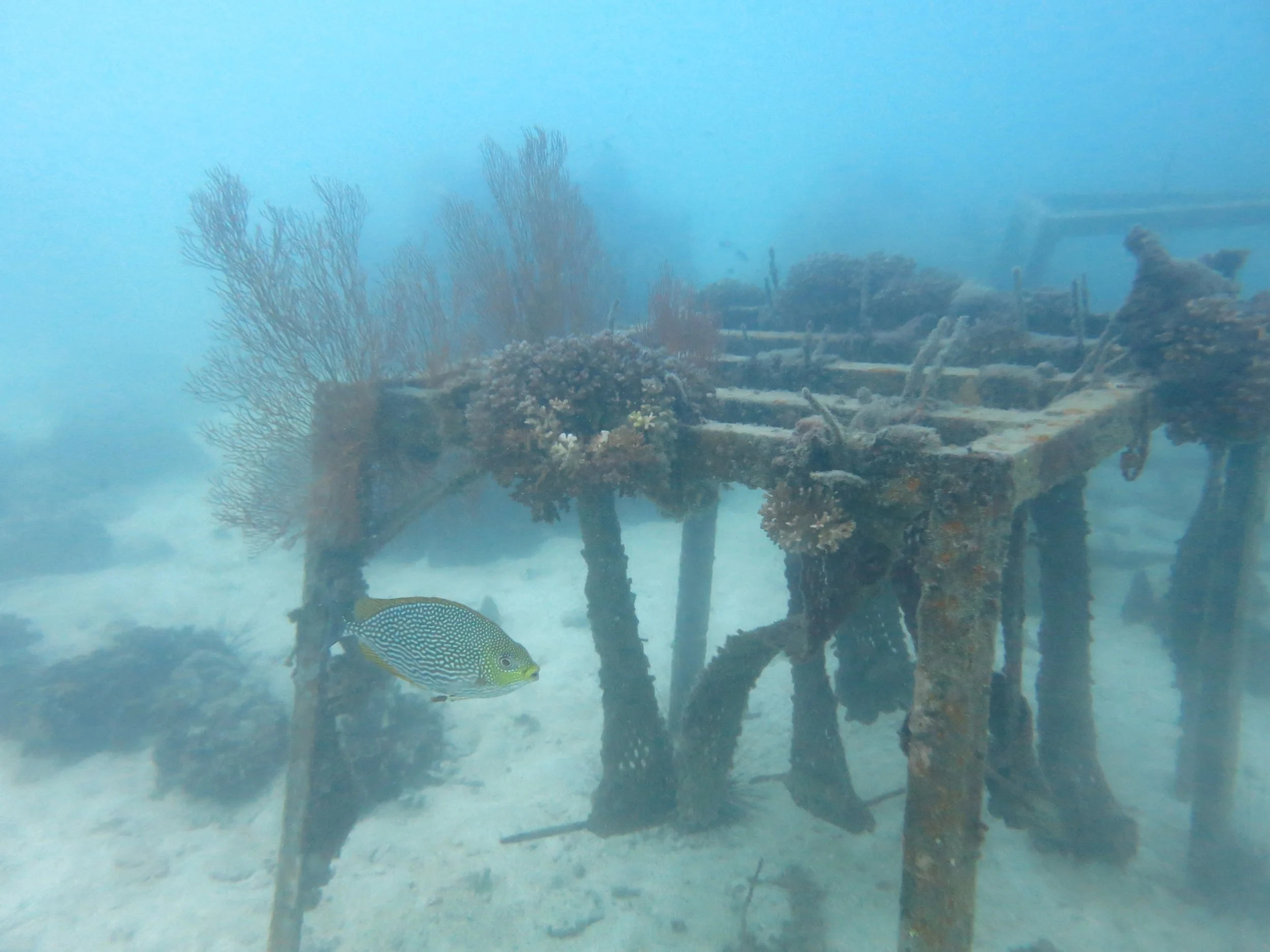 2016 BPS Satthahip Dive Trip with Marine Conservation Club (6).JPG