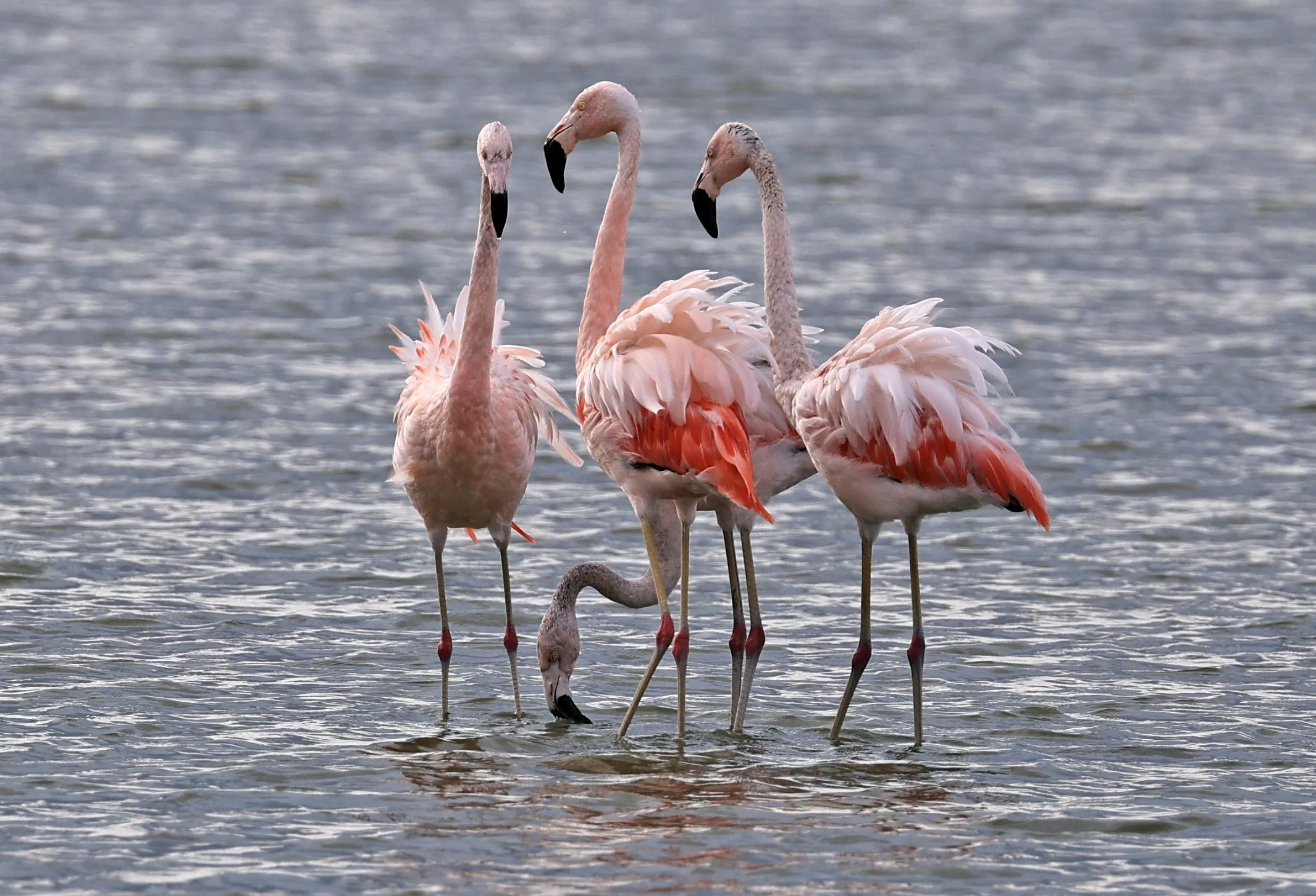 Chilean Flamingo (Phoenicopterus chilensis) Chaco Lodge & Laguna Salada Paraguay (36).jpg