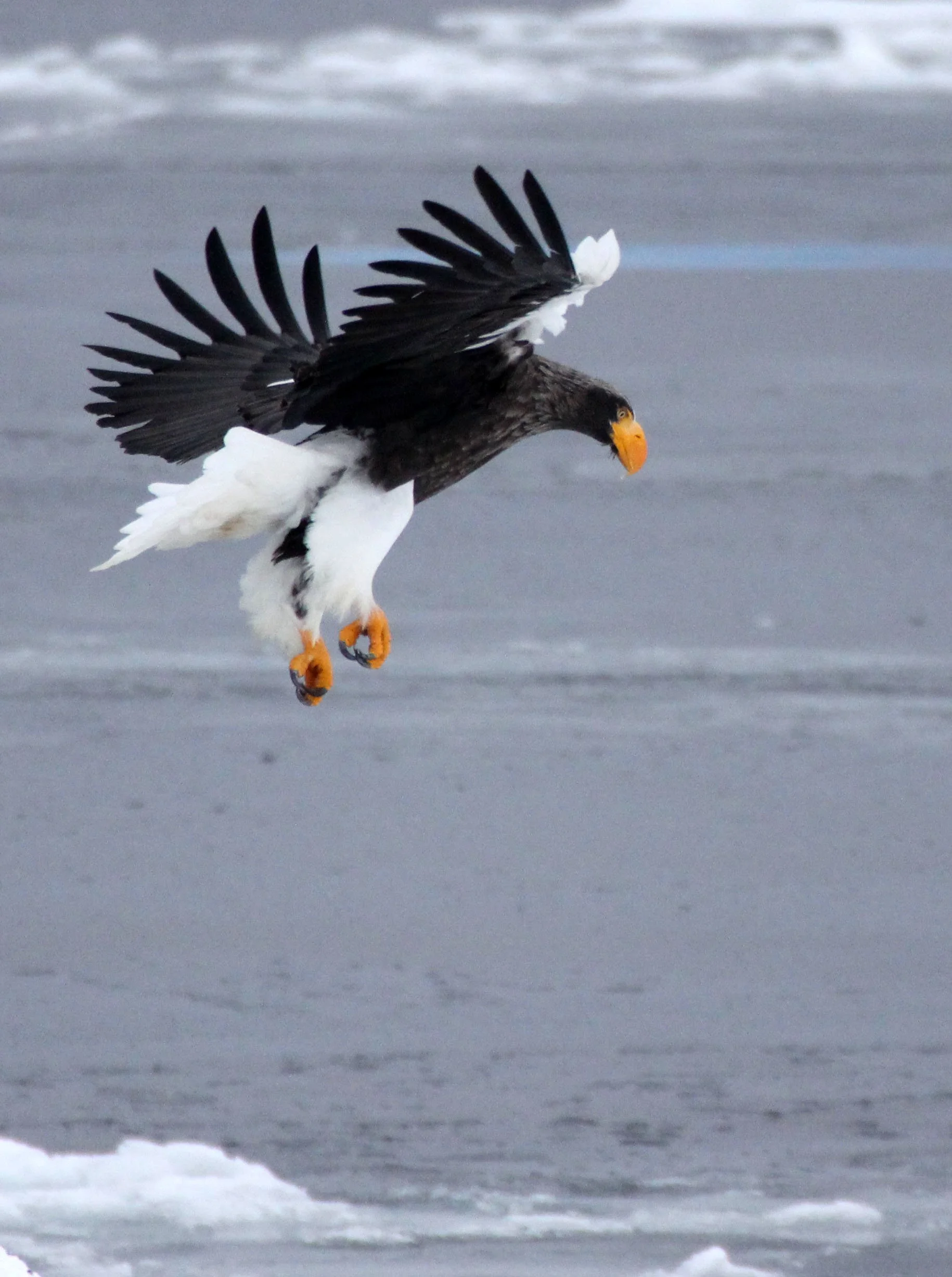Haliaeetus pelagicus - STELLER'S SEA EAGLE - RAUSU, SHIRETOKO PENINSULA, HOKKAIDO JAPAN (83).JPG