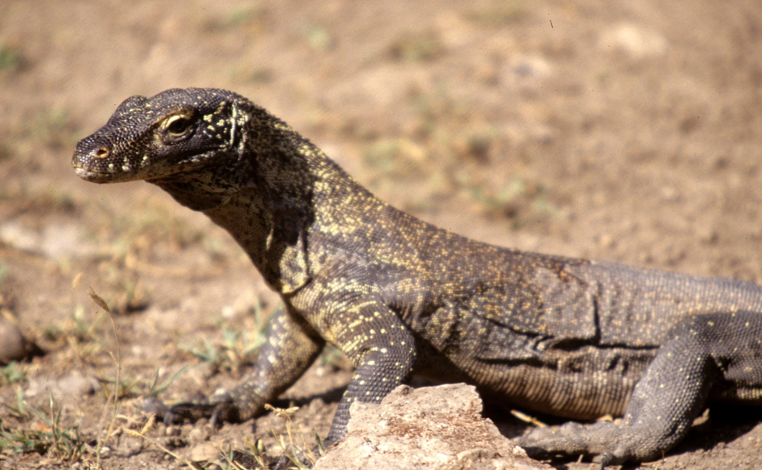 Varanus komodoensis - KOMODO DRAGON - RINJA ISLAND INDONESIA (27).jpg