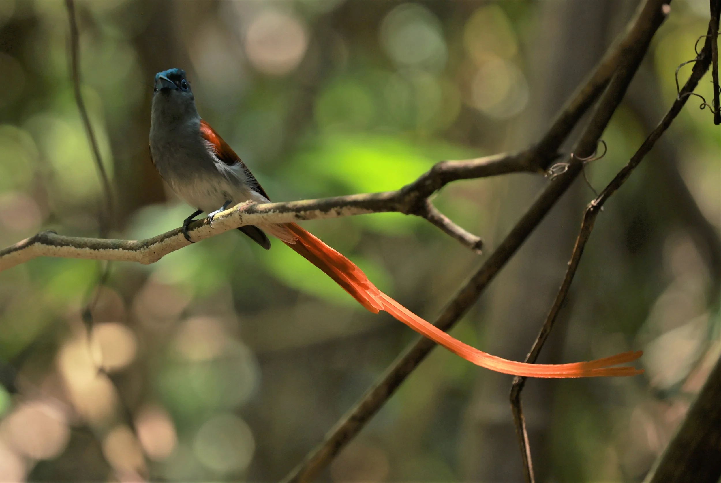 PARADISE-FLYCATCHER - BLYTH'S PARADISE-FLYCATCHER - Terpsiphone affinis - KRUNG CHING, KHAO LUANG NATIONAL PARK, THAILAND APRIL 2023 (32).jpg