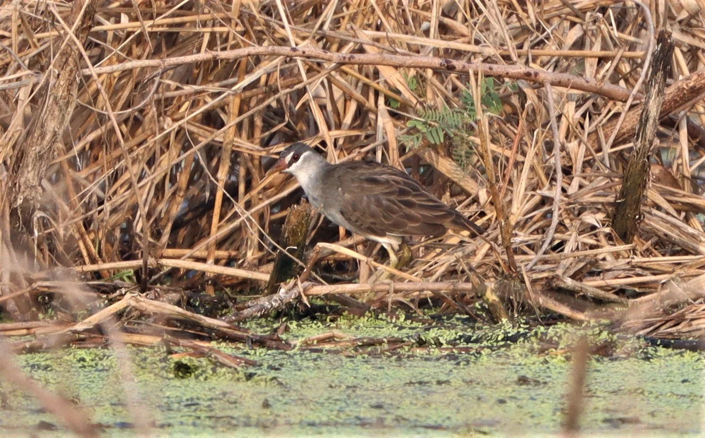 White-browed Crake (Porzana cinerea) Thap Yao Rice Fields Lat Krabang Bangkok (11).jpg