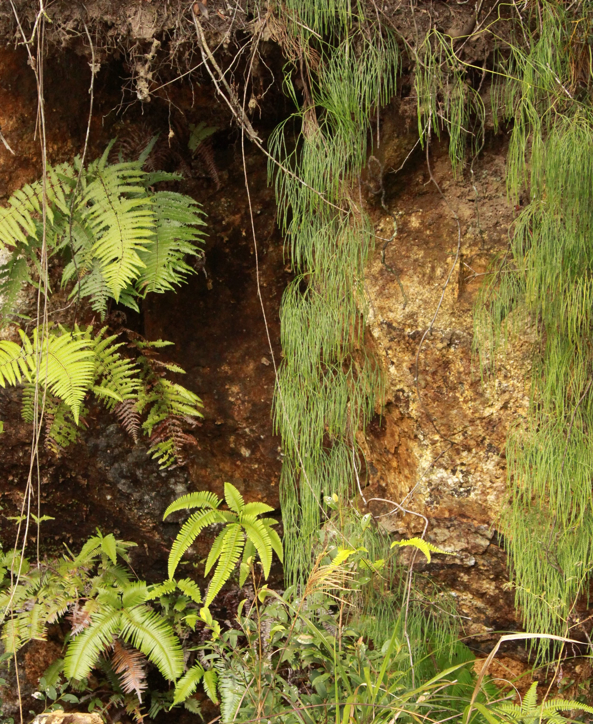 MEIHUASHAN - FUJIAN CHINA (66).JPG