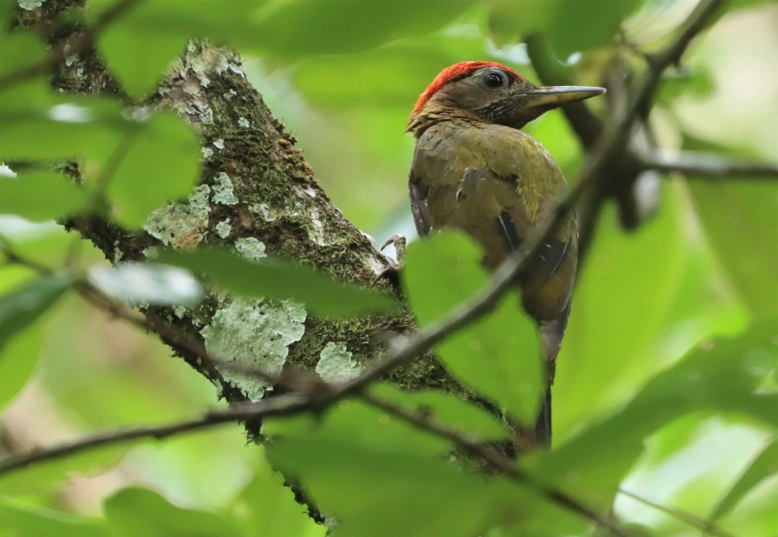 WOODPECKER - STREAK BREASTED WOODPECKER -Picus viridanus - AO PHANG NGA NATIONAL PARK AREA (4).jpg