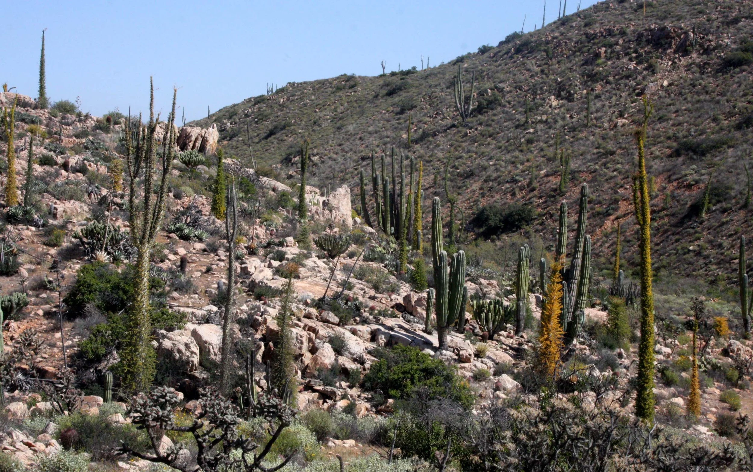 BOOJUM TREE FOREST COMMUNITY - CATAVINA DESERT BAJA CALIFORNIA.JPG