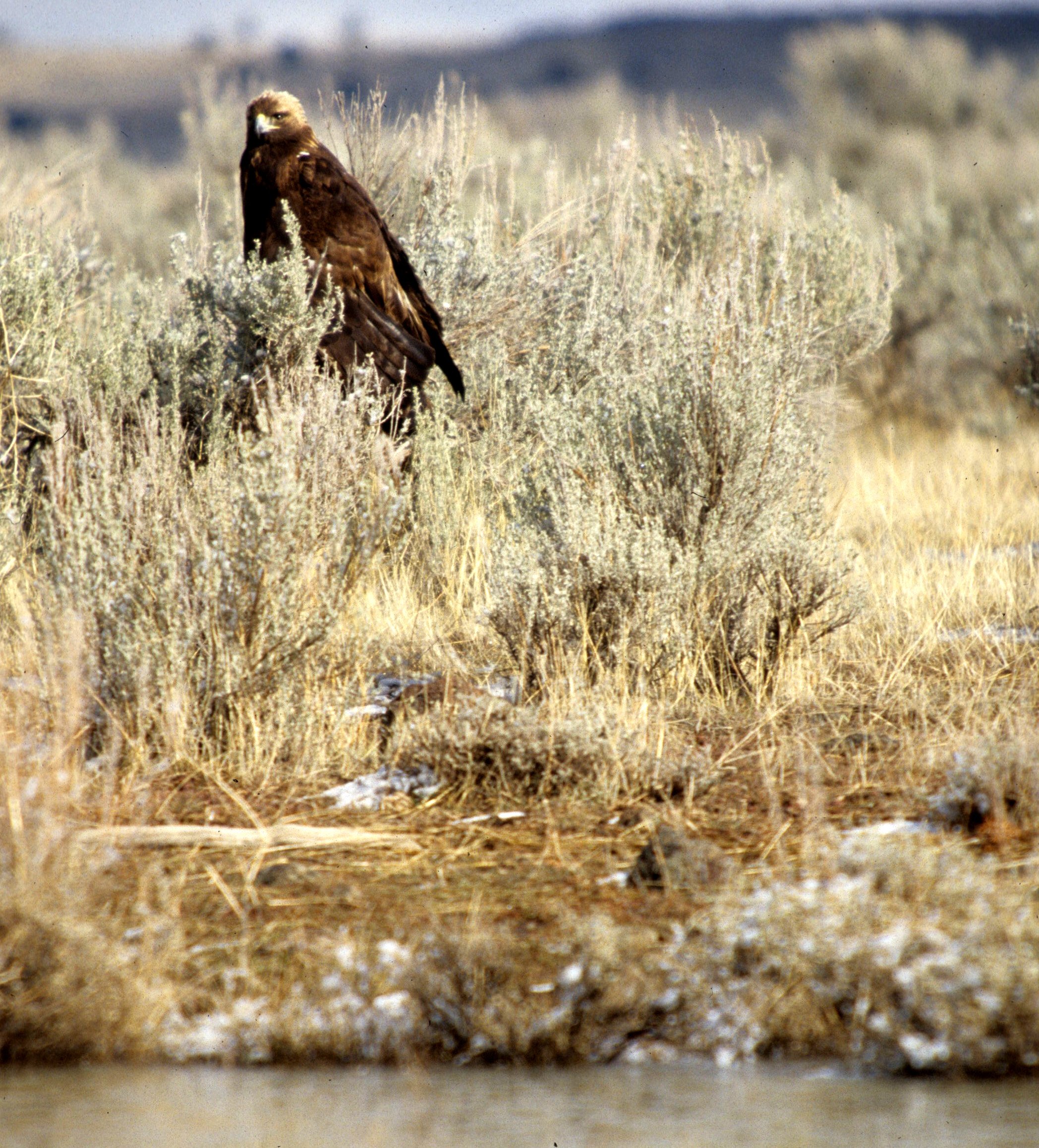 Aquila chrysaetos canadensis - AMERICAN GOLDEN EAGLE - KLAMMATH BASIN NORTHERN CALIFORNIA (7).jpg