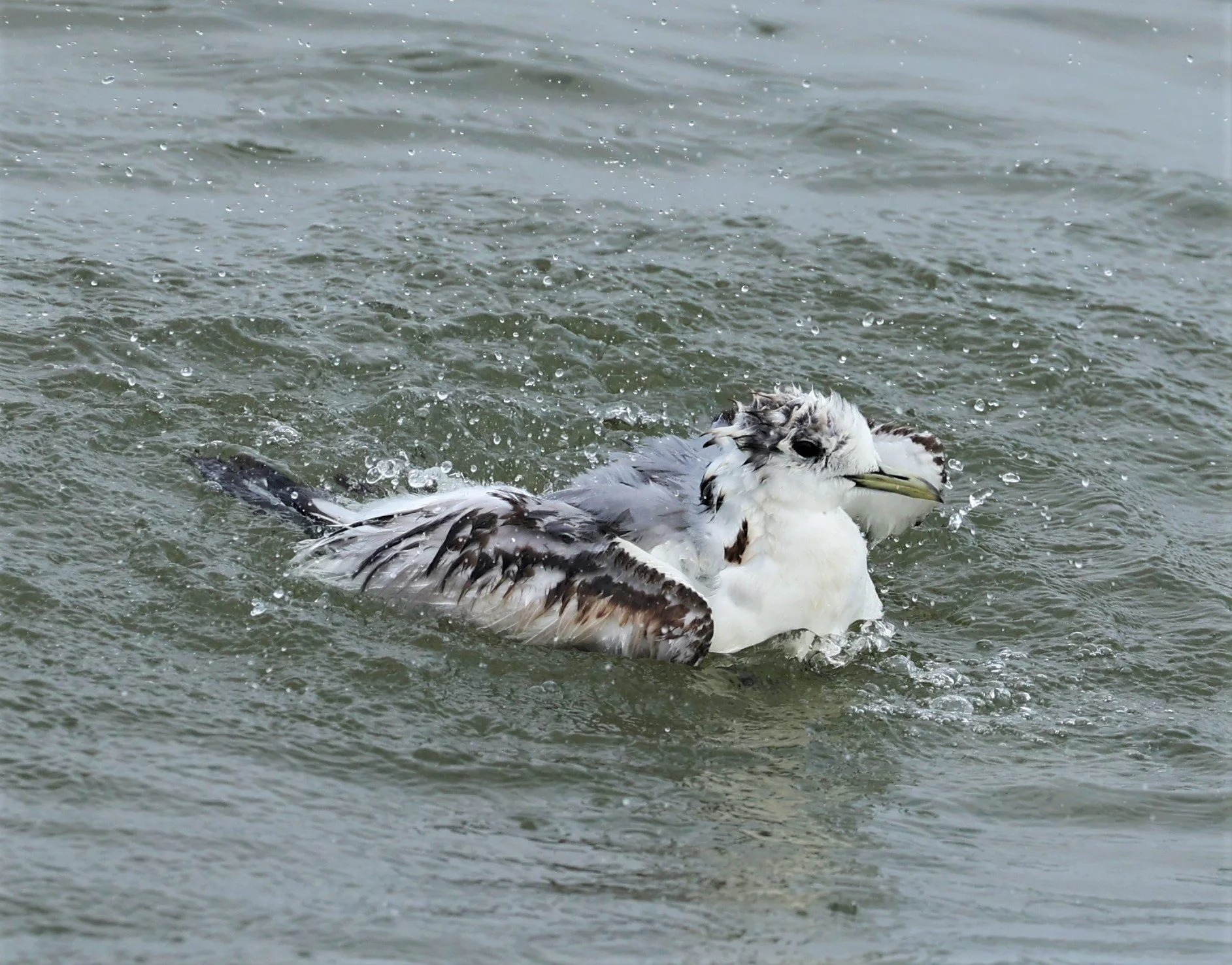 KITTIWAKE - BLACK-LEGGED KITTIWAKE - Rissa tridactyla - GULF OF SIAM OFF BANGKOK & SAMUT SAKHORN FEB 05 2022 (54).jpg