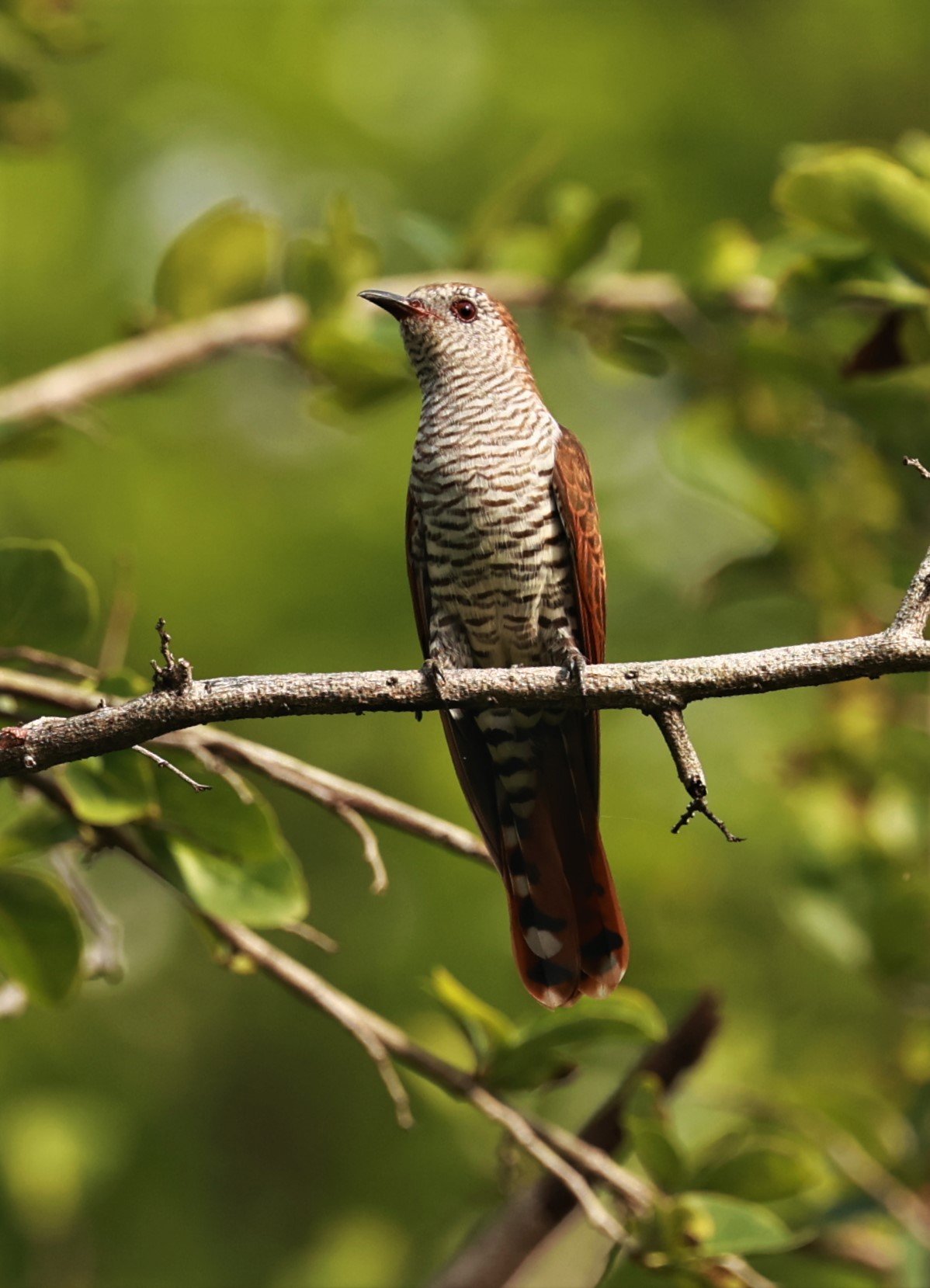 Violet Cuckoo (Chrysococcyx xanthorhynchus) Rama IX Park Bangkok (52).jpg