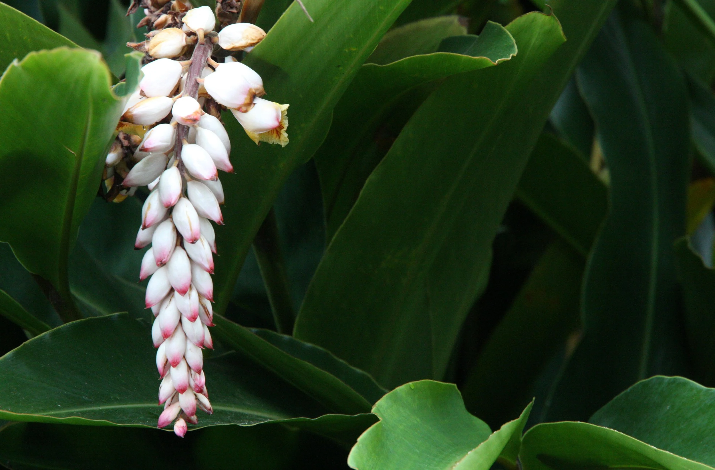PLANT - GINGER SPECIES - MANTADIA NATIONAL PARK MADAGASCAR (2).JPG