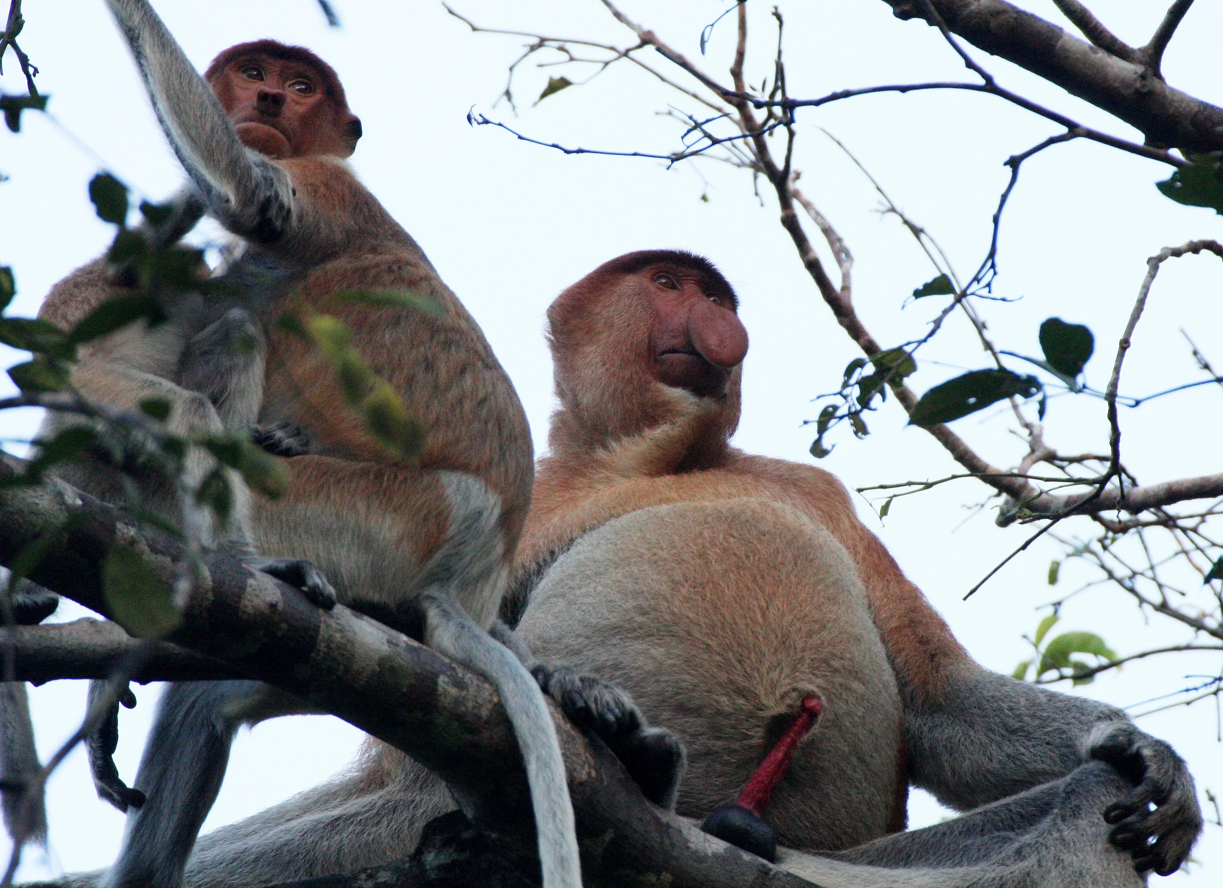 CERCOPITHECIDAE - Nasalis larvatus -PROBOSCIS MONKEY TROOP - KINABATANGAN RIVER BORNEO  (56).JPG