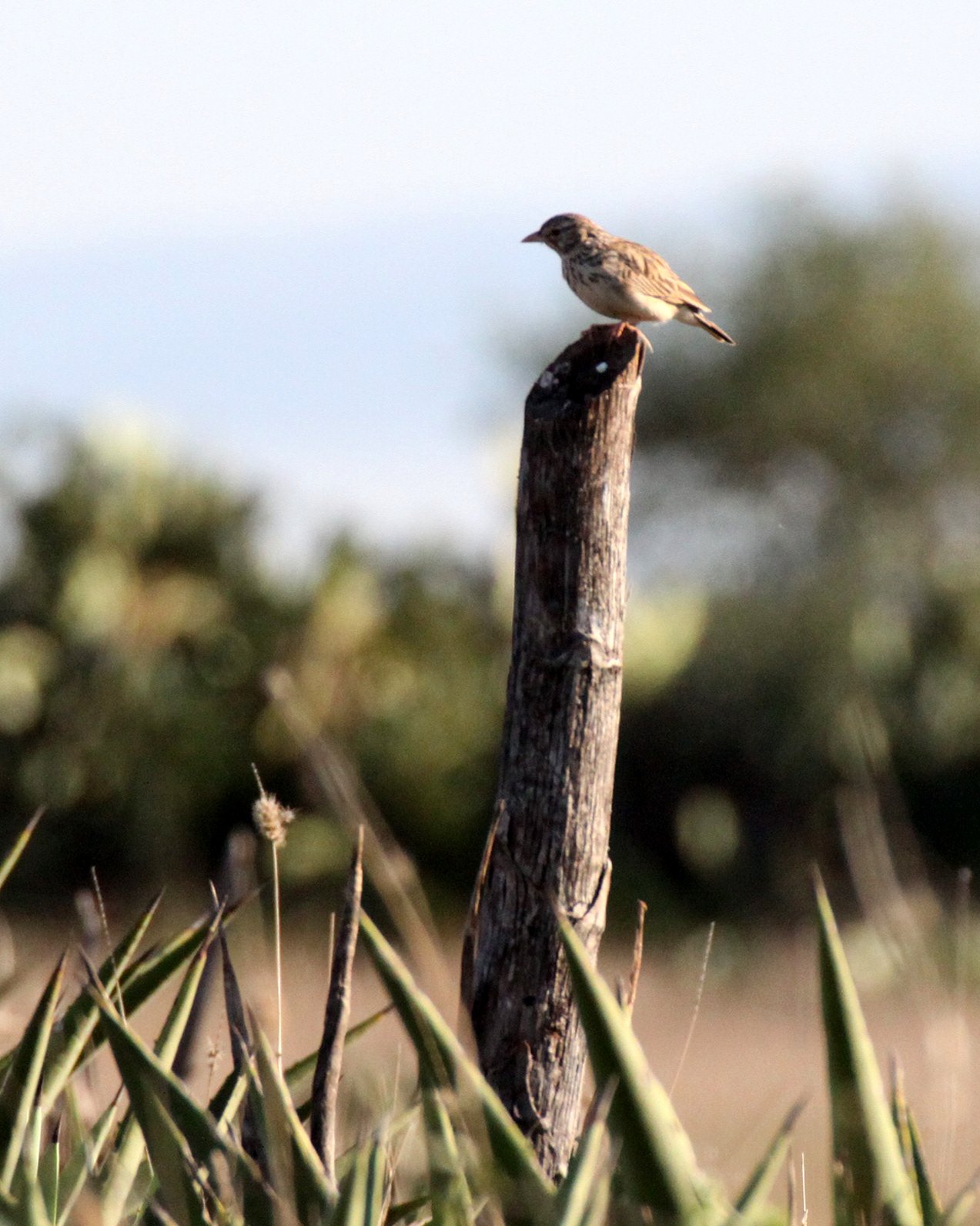 Madagascar Lark (Eremopterix hova) Berenty Reserve Madagascar.JPG