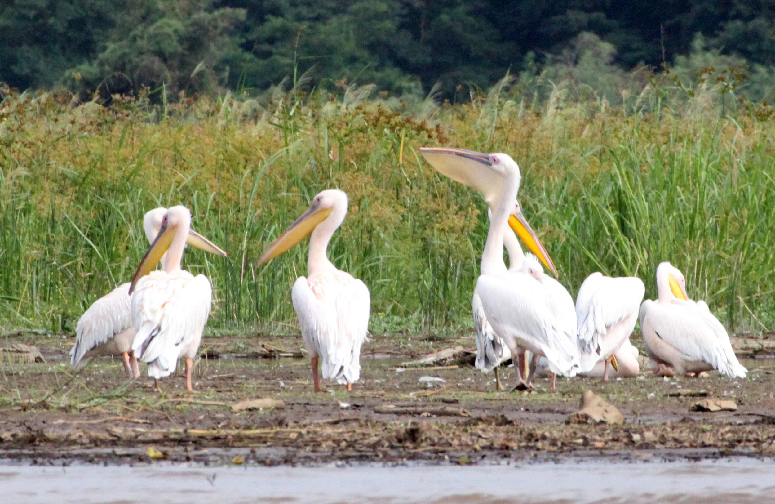 Pelecanus onocrotalus - GREAT-WHITE PELICAN - NECH SAR NATIONAL PARK (11).JPG