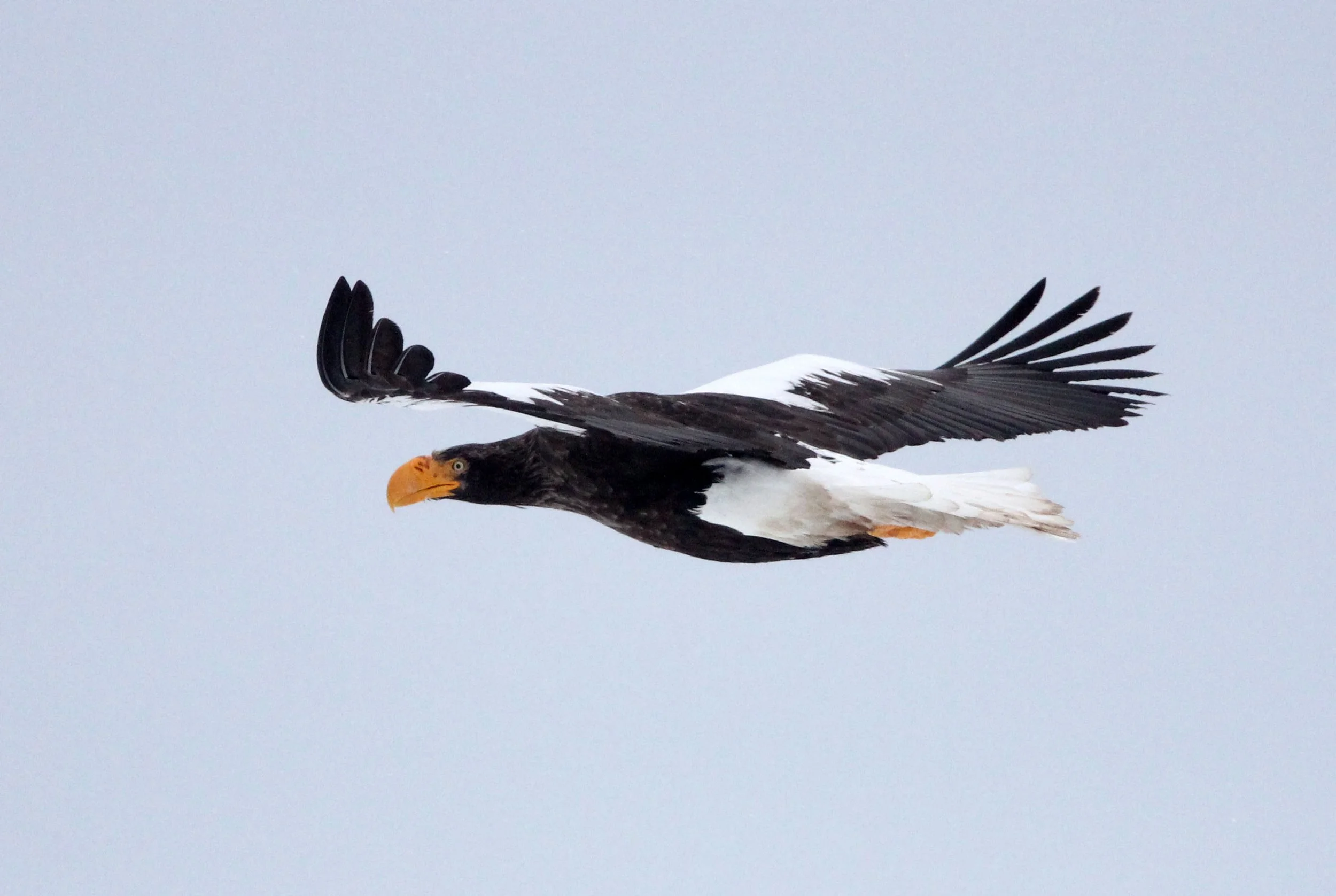 Haliaeetus pelagicus - STELLER'S SEA EAGLE - RAUSU, SHIRETOKO PENINSULA, HOKKAIDO JAPAN (179).JPG