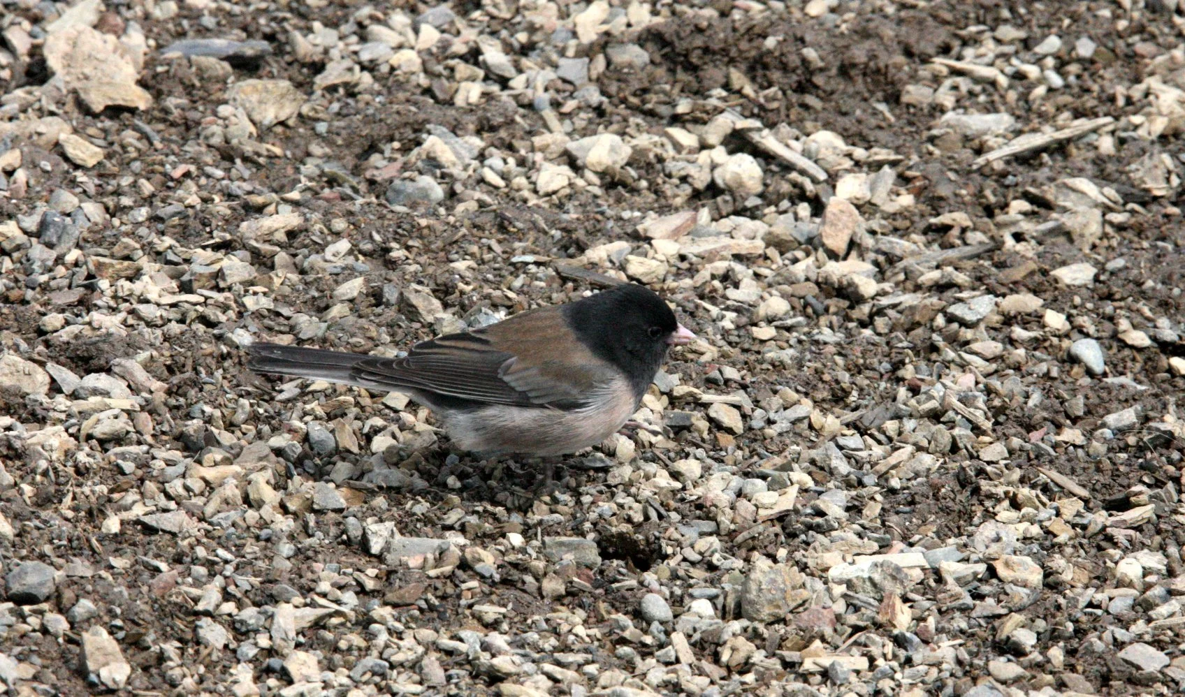 Dark-eyed Junco (Junco hyemalis) Hurricane Ridge Washington Olympic NP (2).JPG