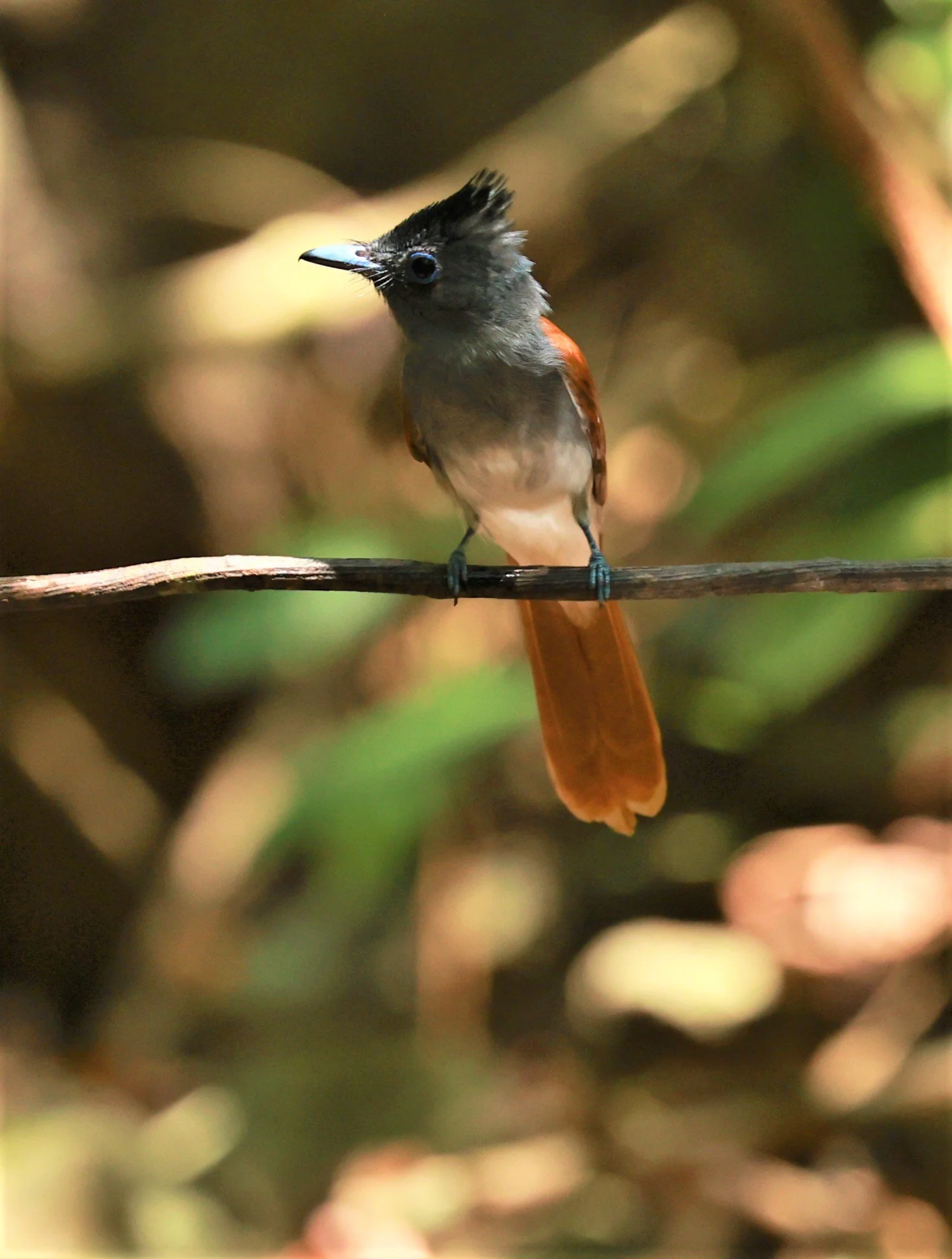 PARADISE-FLYCATCHER - BLYTH'S PARADISE-FLYCATCHER - Terpsiphone affinis - KRUNG CHING, KHAO LUANG NATIONAL PARK, THAILAND APRIL 2023 (65).jpg