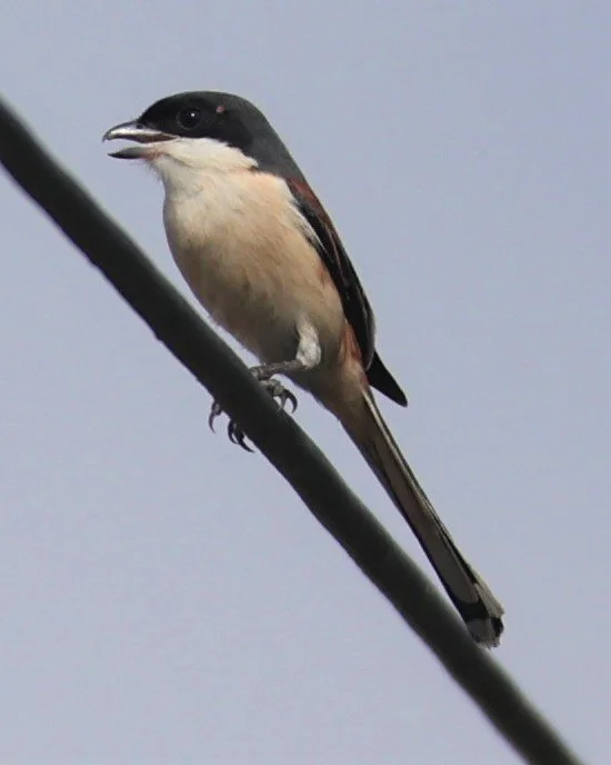 Long-tailed Shrike (Lanius schach) Nong Bong Kai Non-hunting Area Thailand (4).JPG
