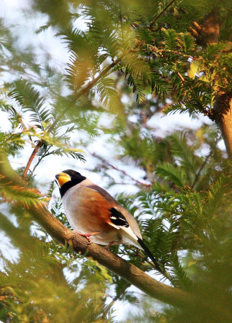 Chinese Grosbeak (Eophona migratoria) Nankou Rudong China (15).JPG