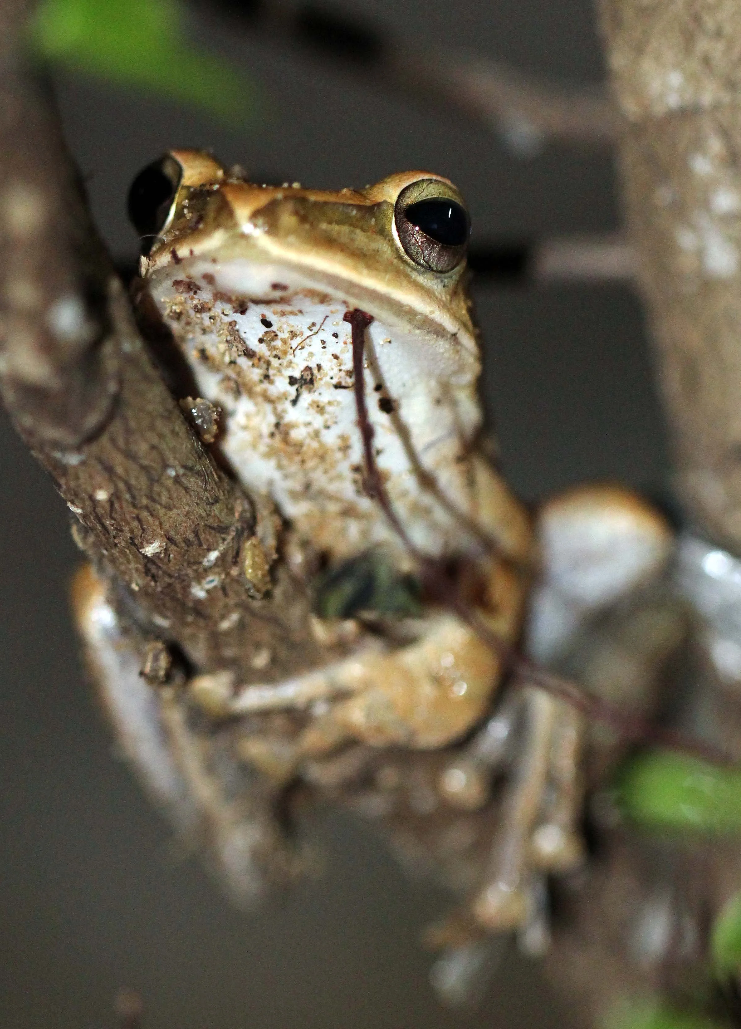 2013 - BANGKOK - NOVEMBER 2013 - MARCH 2014 (211).JPG