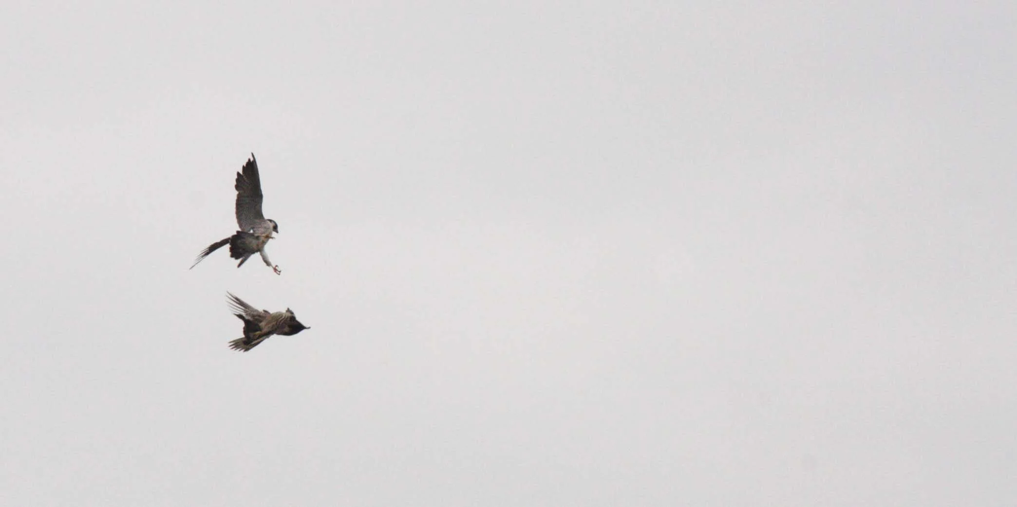 Falco peregrinus peregrinator - INDIAN PEREGRINE FALCON - BUENG BORAPHET THAILAND (3).JPG