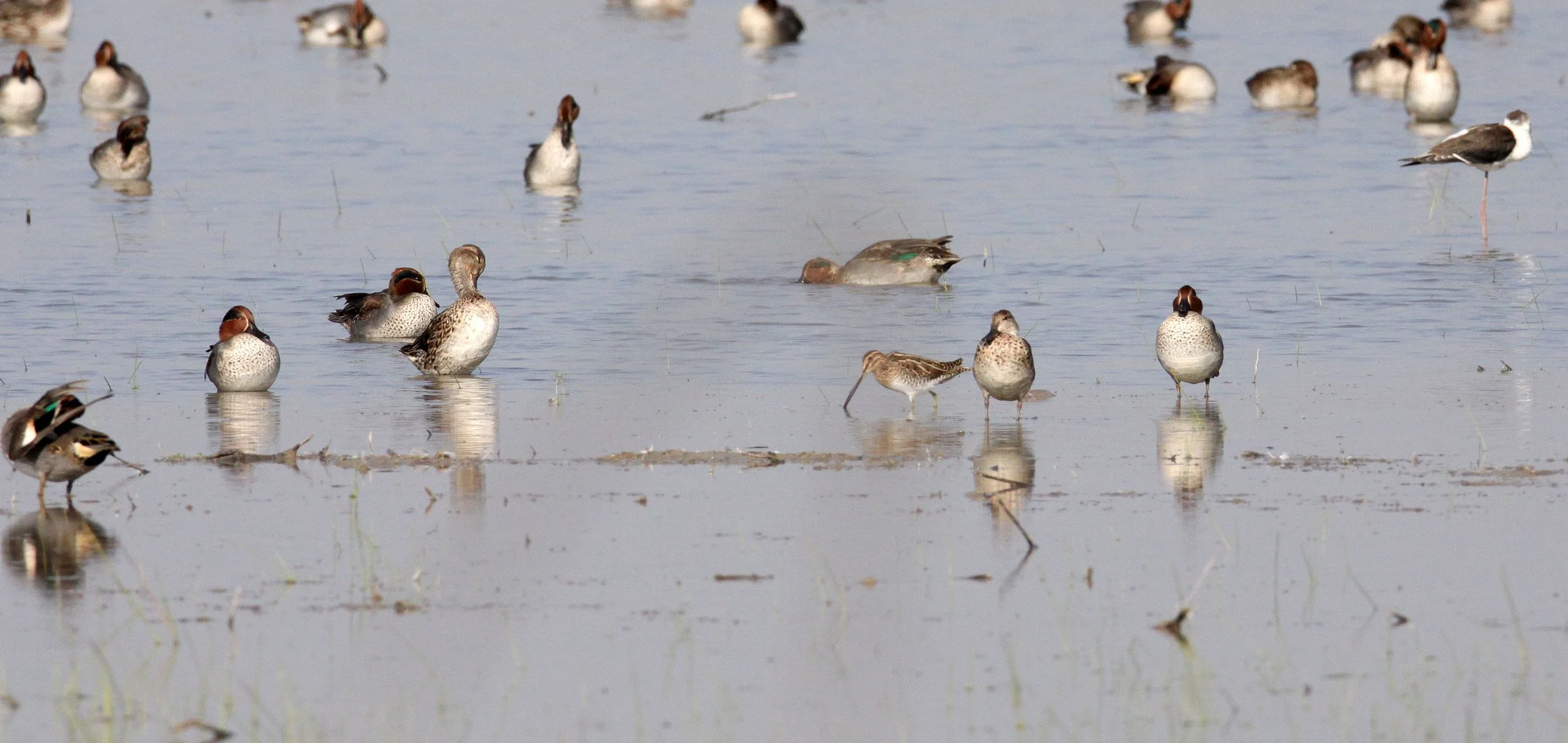 TEAL - EURASIAN TEAL - Anas crecca - with COMMON SNIPE - LITTLE RANN OF KUTCH GUJARAT INDIA (6).JPG
