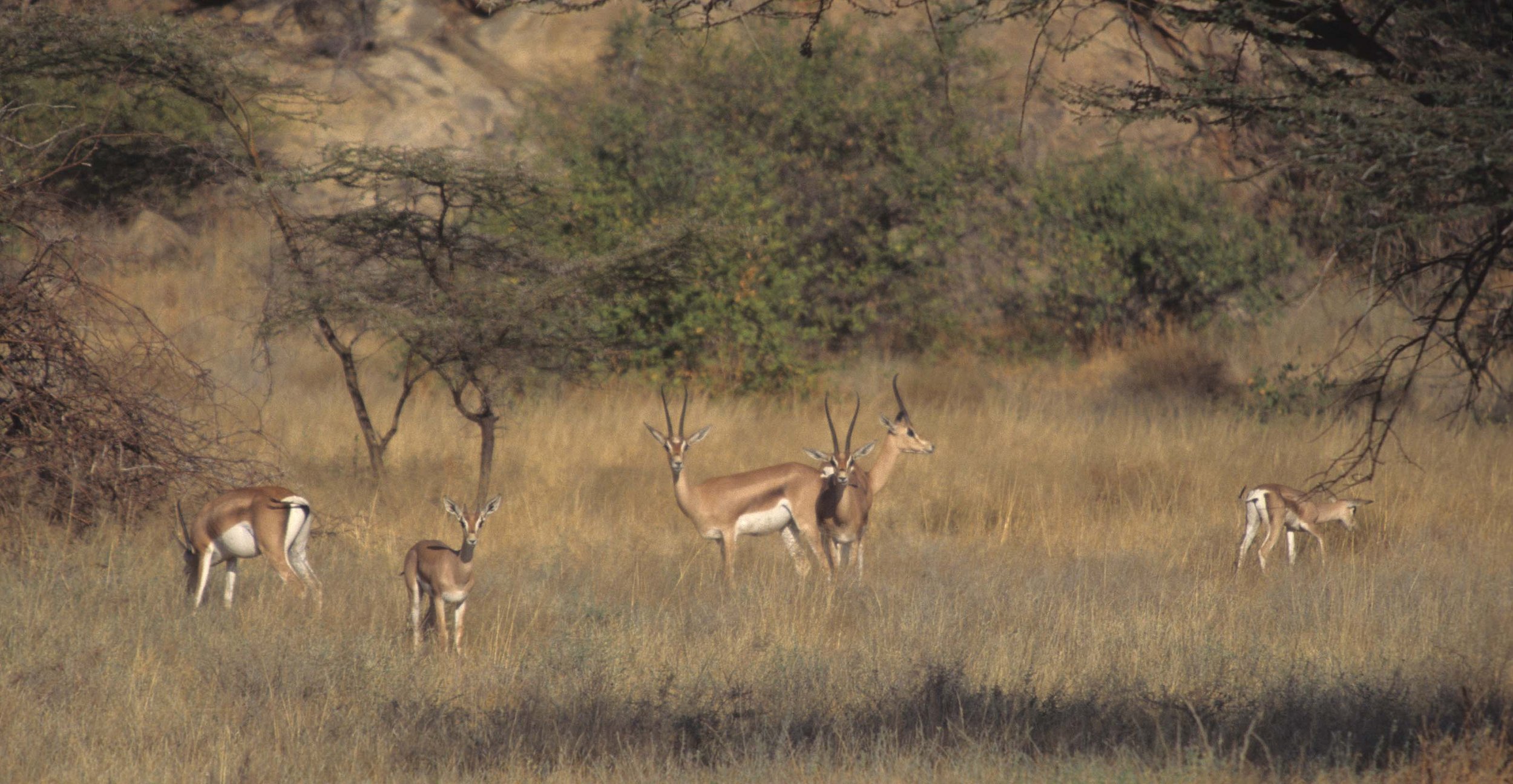 BOVID - GRANT'S GAZELLE-UGANDA (3).jpg