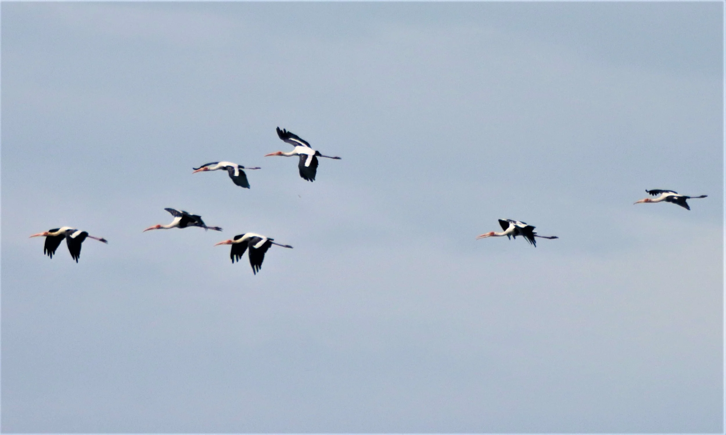 STORK - PAINTED STORK - Mycteria leucocephala - BUENG BORAPHET NAKHON SAWAN AUGUST 2021 (68).jpg
