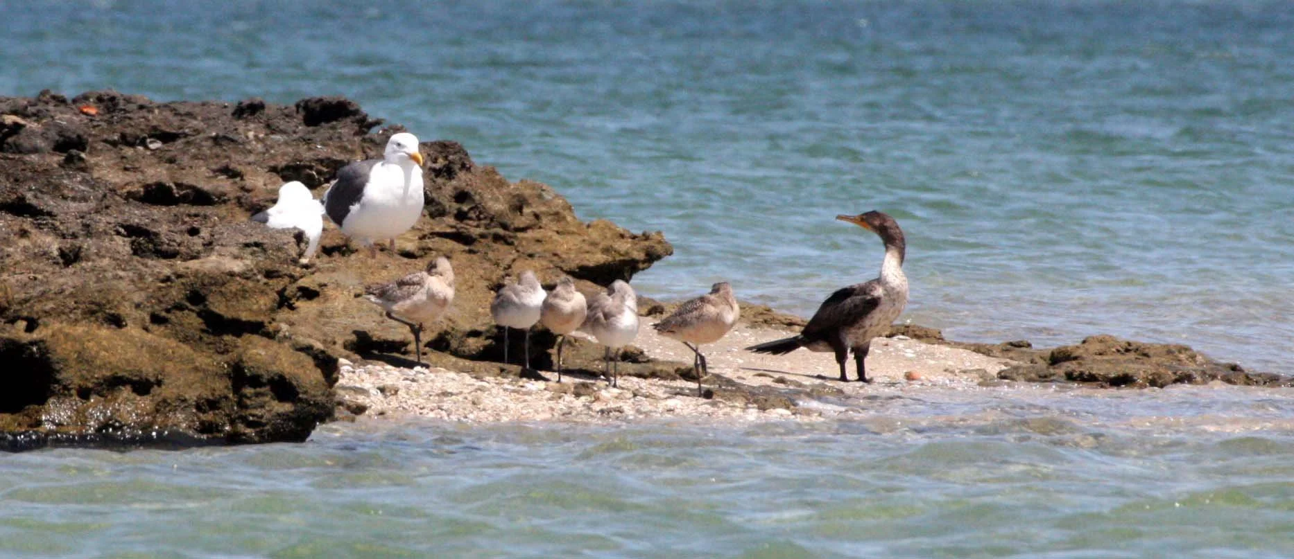 BIRD - CORMORANT - DOUBLE-CRESTED CORMORANT - WESTERN GULL AND WILLETS - SAN IGNACIO LAGOON BAJA MEXICO.JPG