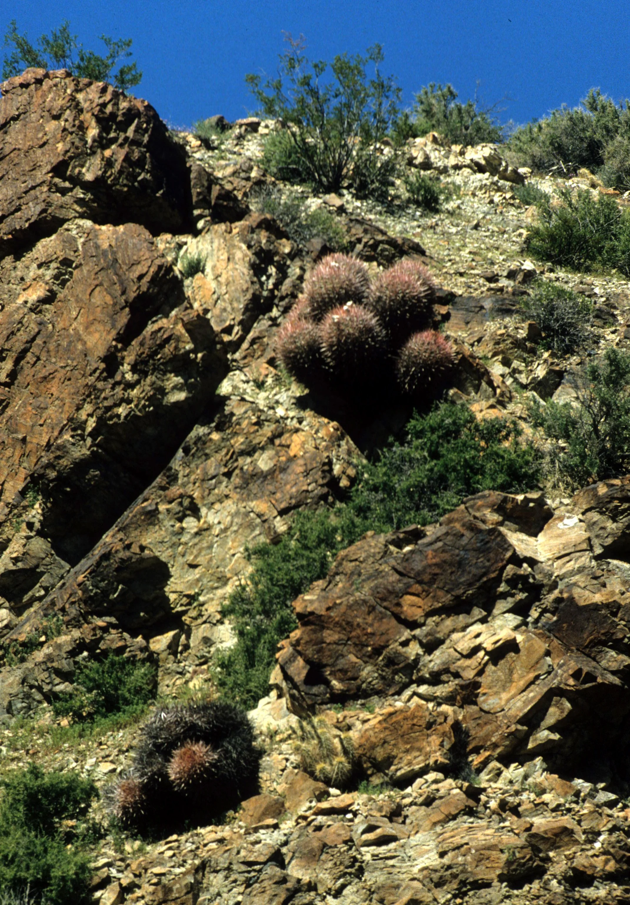 DEATH VALLEY - RAVINE WITH COTTONTOP CACTUS.jpg