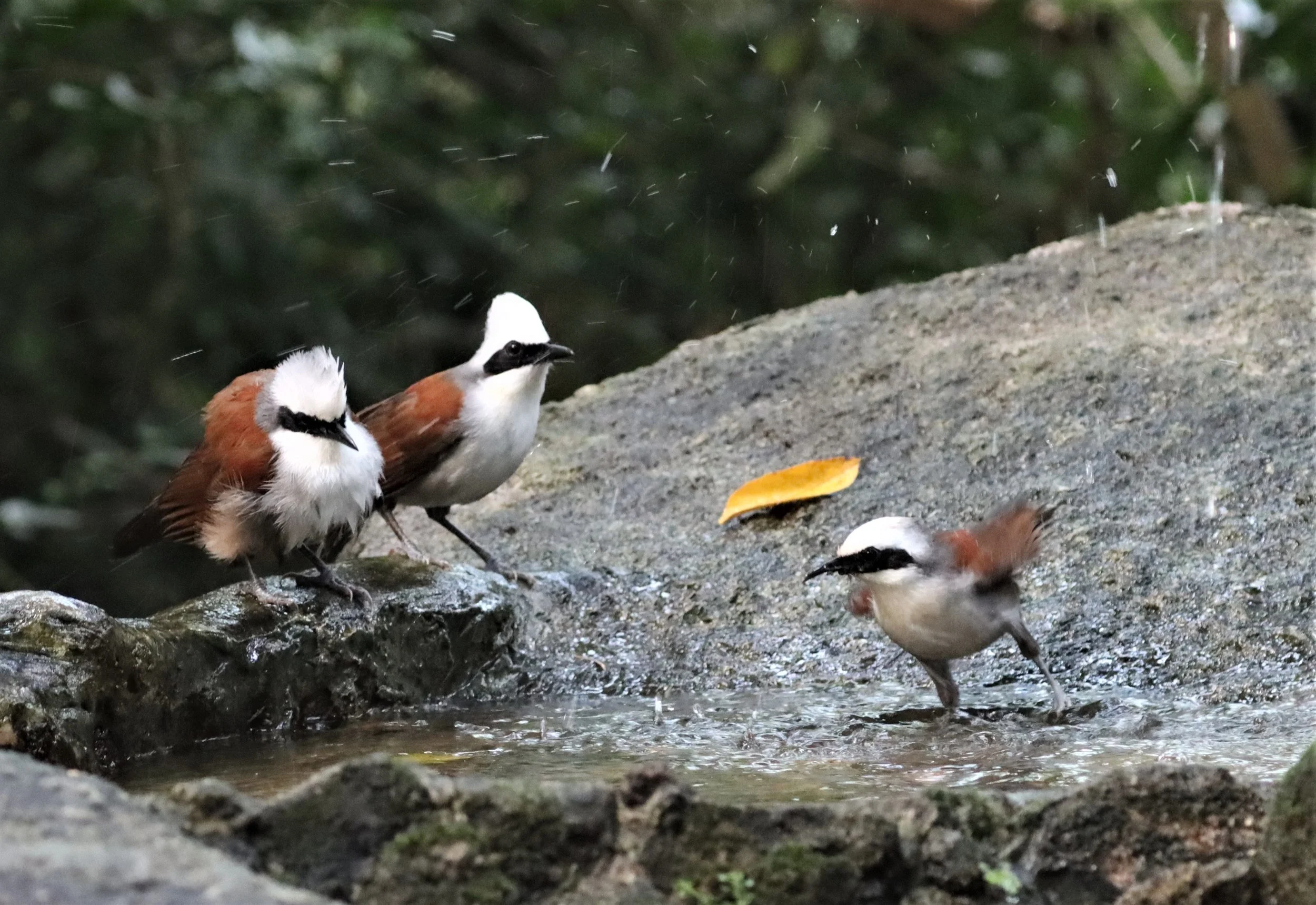 LAUGHINGTHRUSH - WHITE-CRESTED LAUGHINGTHRUSH - Garrulax leucolophus - WAT THAM PRATHUN CHONBURI (53).jpg