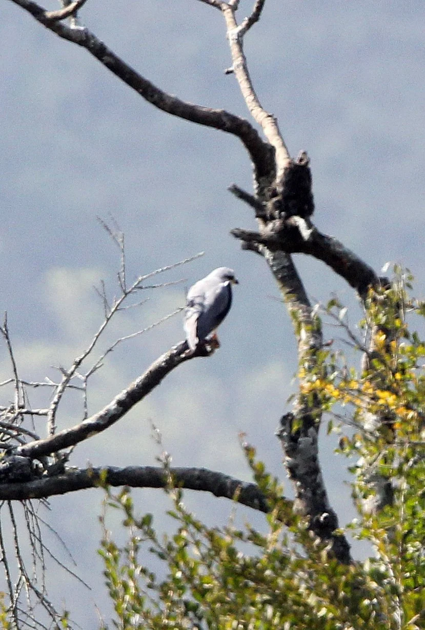 Elanus caeruleus vociferus - BLACK-SHOULDERED KITE - THATTEKAD NATURE RESERVE KERALA INDIA.JPG