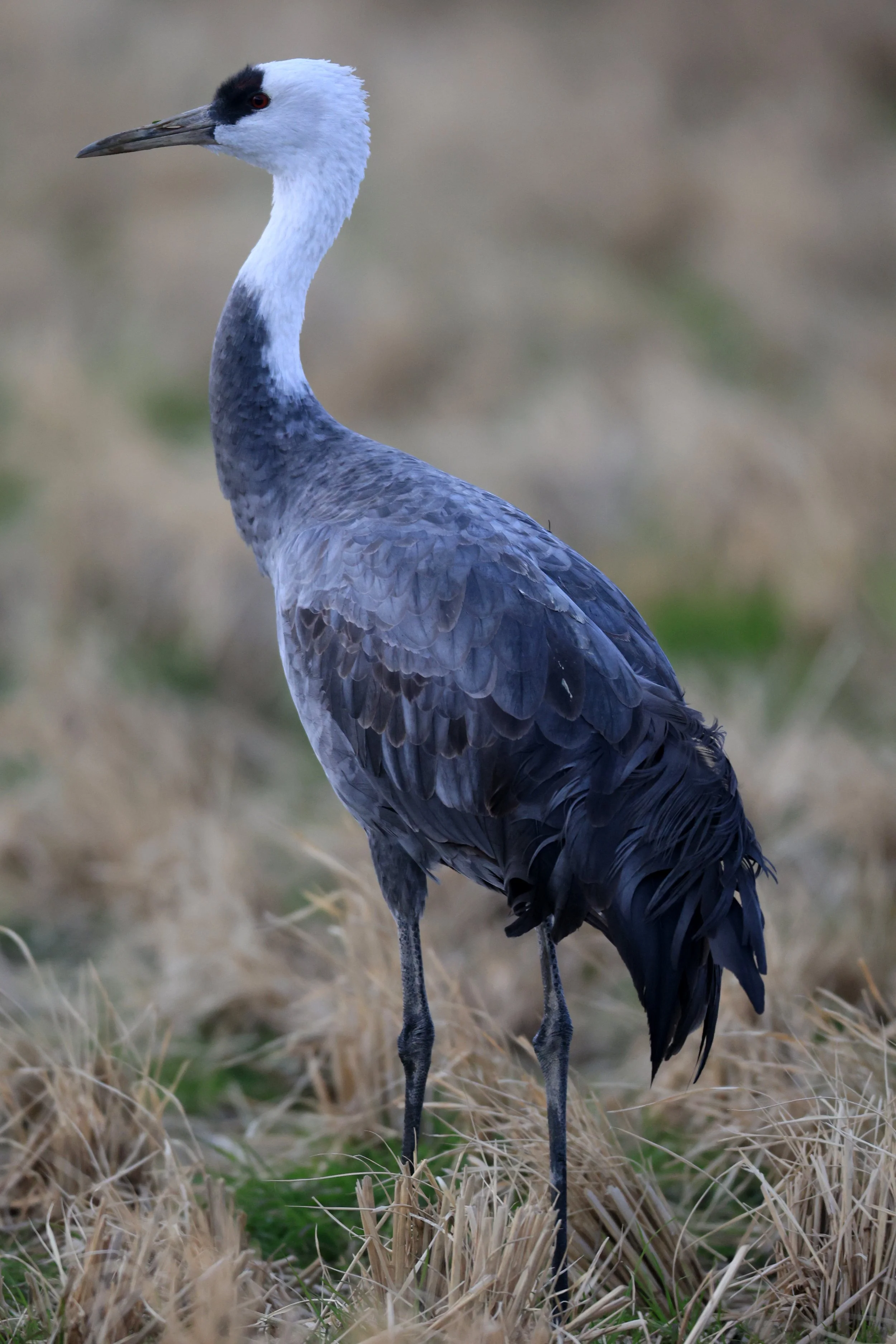 Hooded Crane (Grus monacha) Izumi Crane Park & Center, Izumi Kagoshima Kyushu Japan (65).jpg